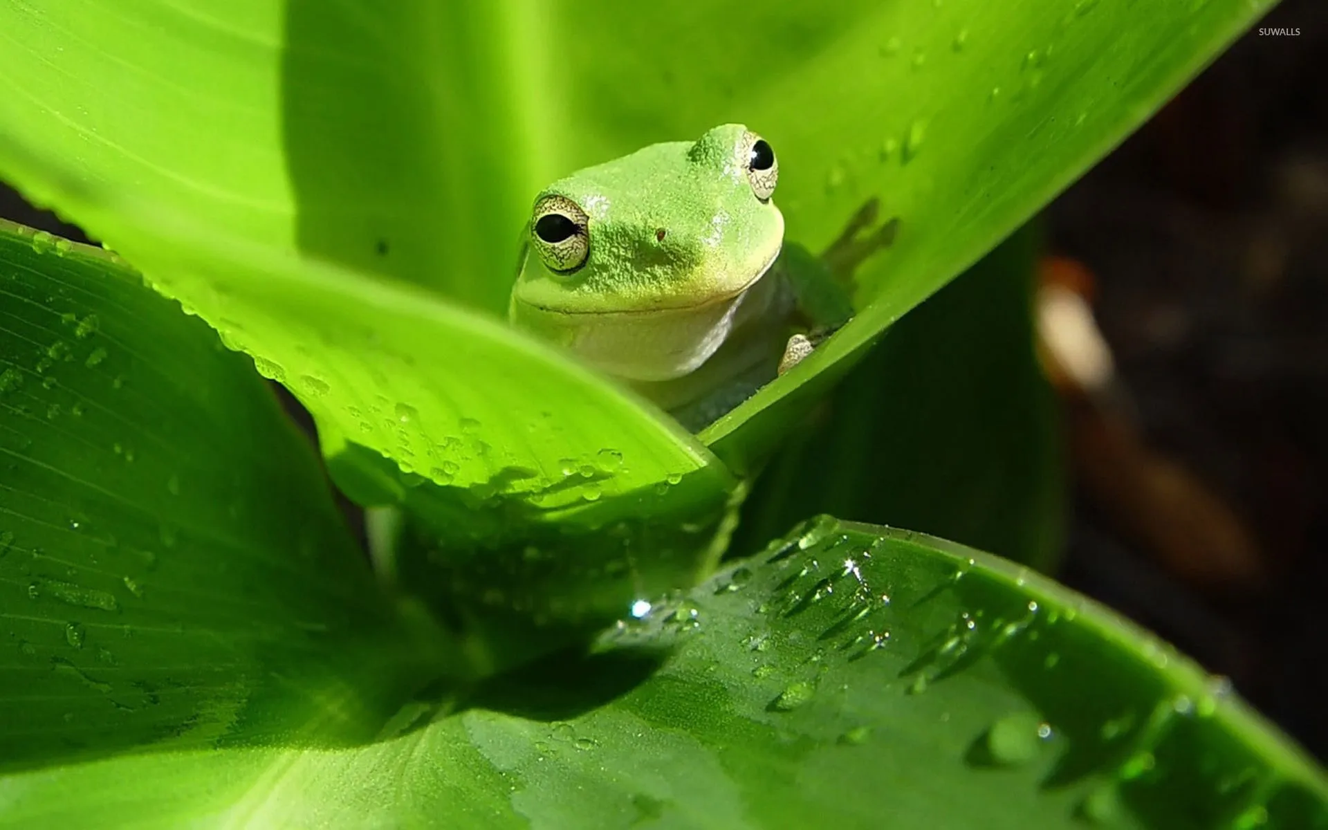 Frog wallpaper wallpaper