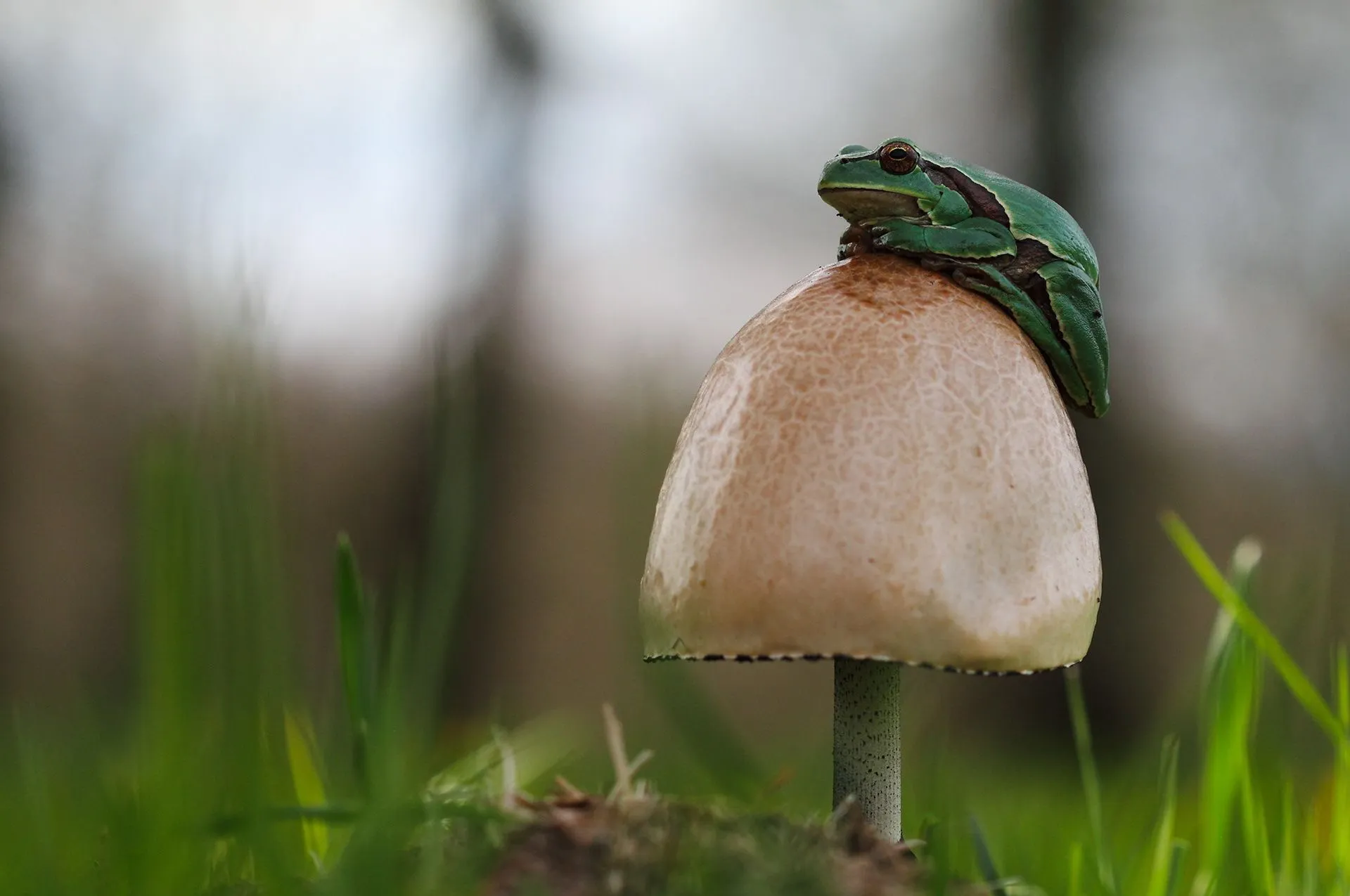 Desktop wallpaper: Frogs, Animal, Frog, Mushroom 4K free download for PC. 343085