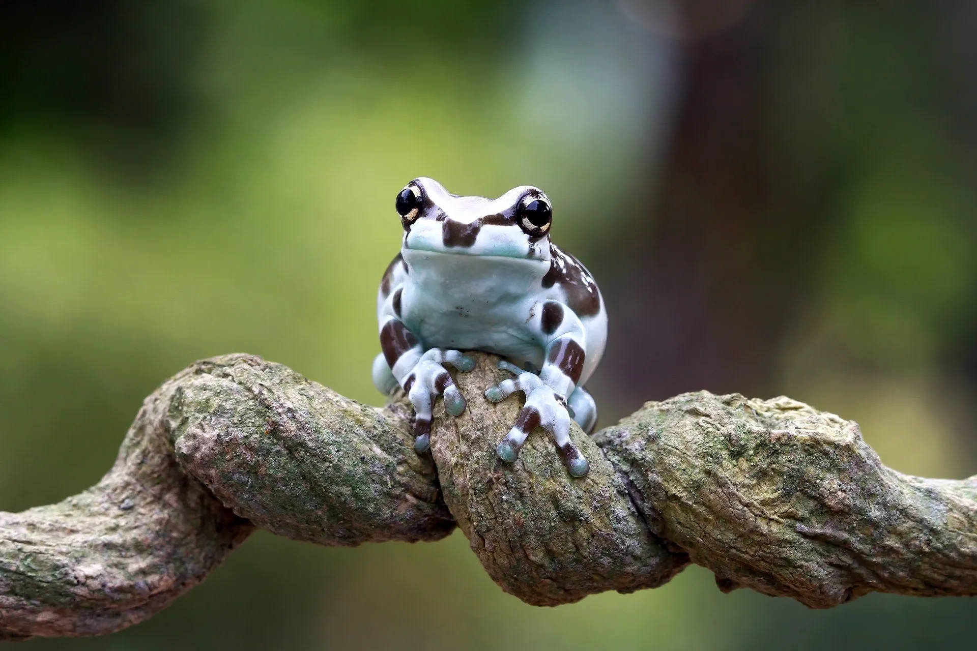 4K Ultra HD Frog Spotlight: Close Up Nature's Amphibian Wonder