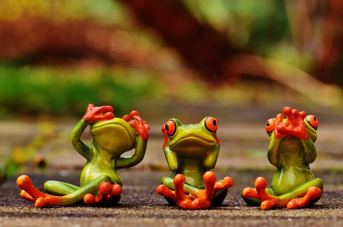 Free Image, cute, green, red, jungle, amphibian, fauna, sit, tree frog, fun, vertebrate, funny, figures, frogs, macro photography, not hear, not see, do not speak 6016x4000