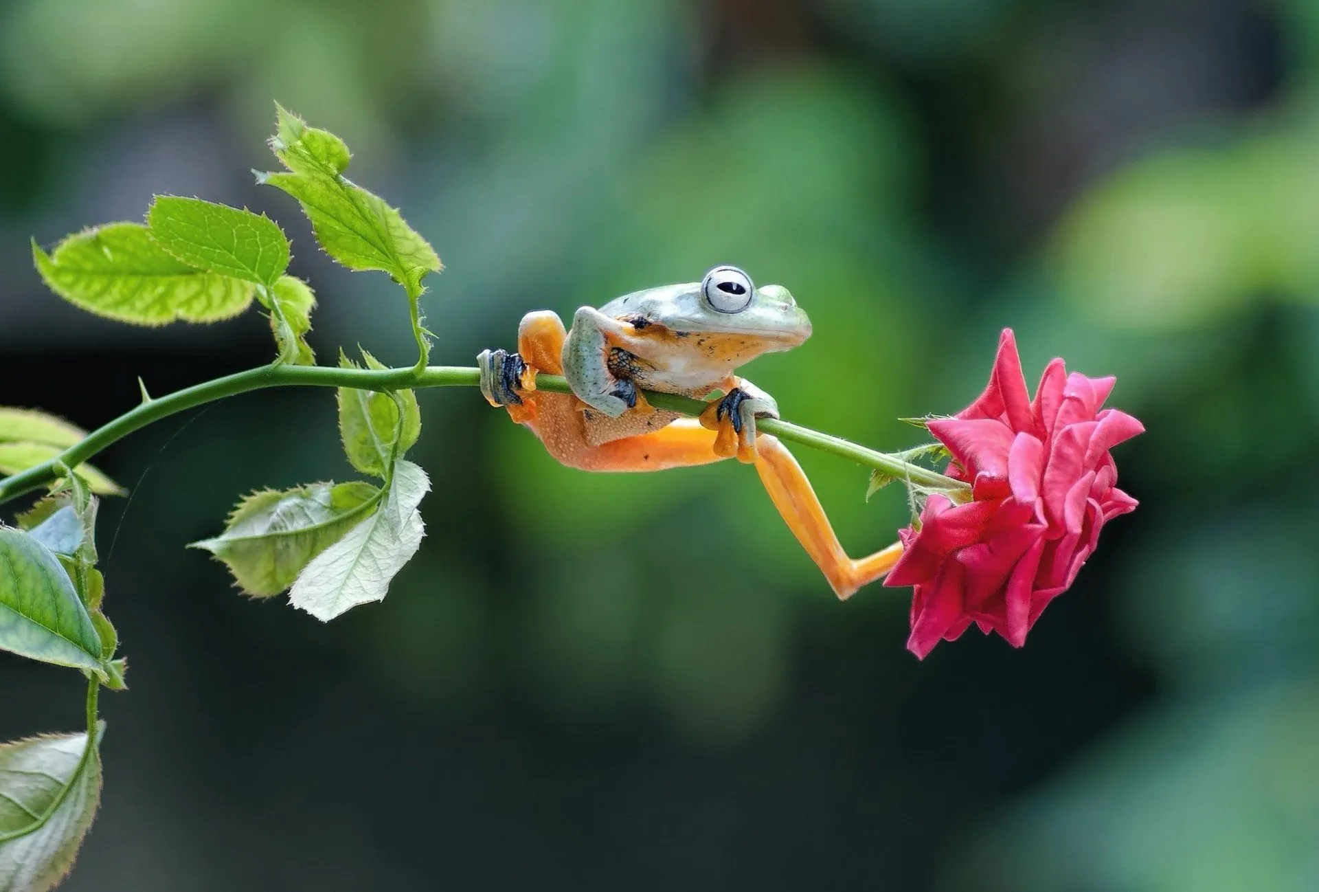 Frog on Rose Animal Wallpaper
