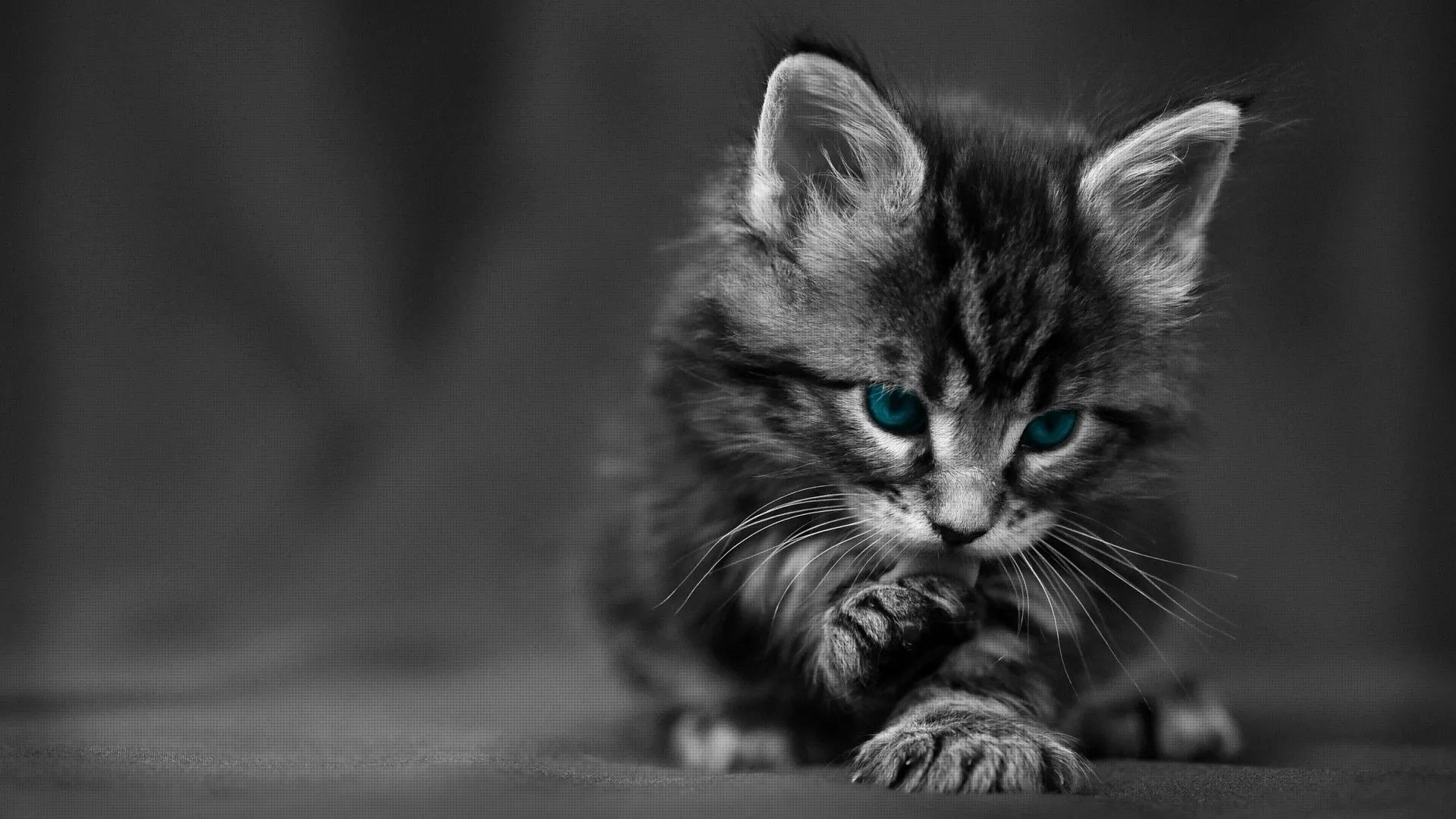 Cute Black Wallpaper