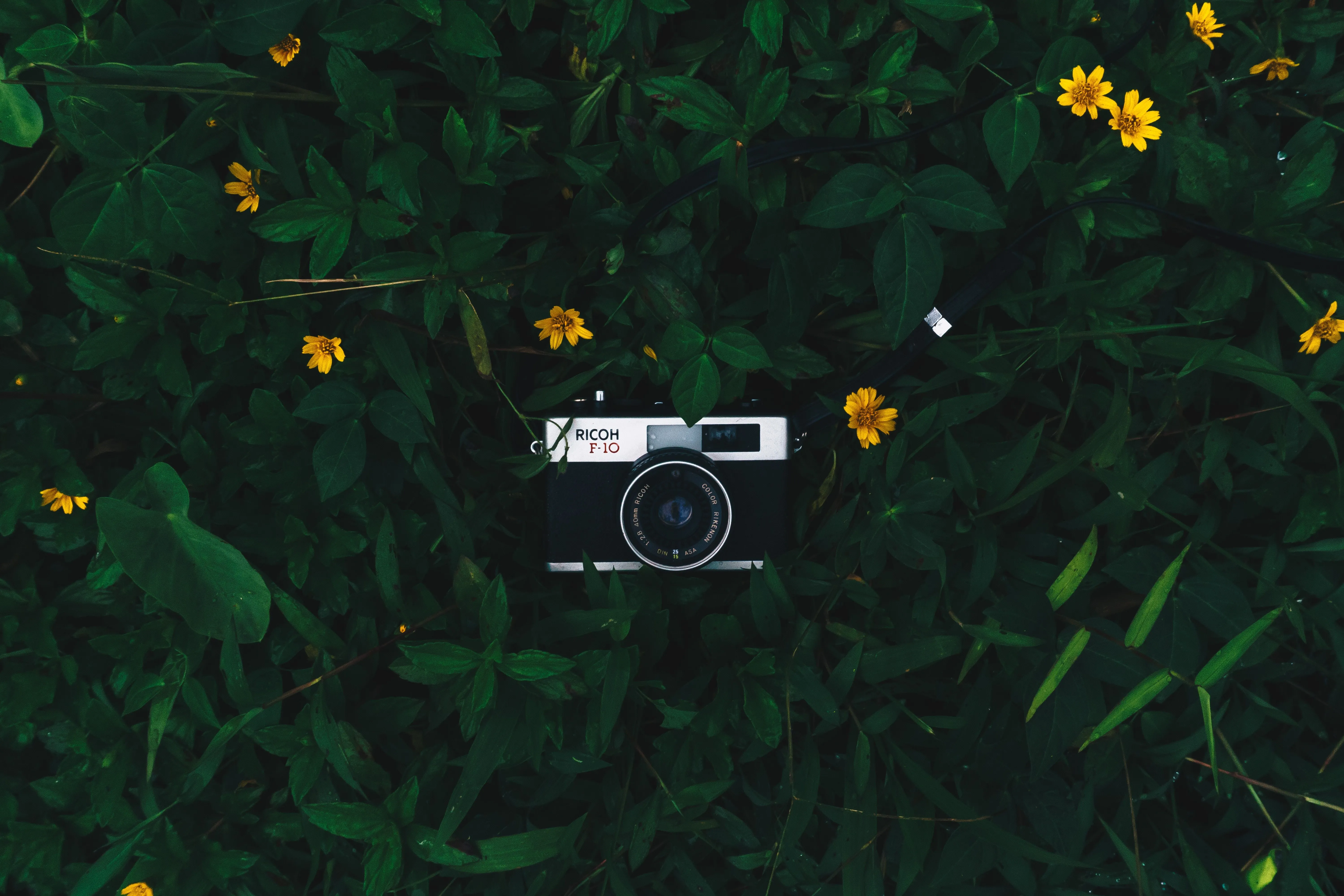 Wallpaper Black and Silver Camera on Green Grass, Background Free Image