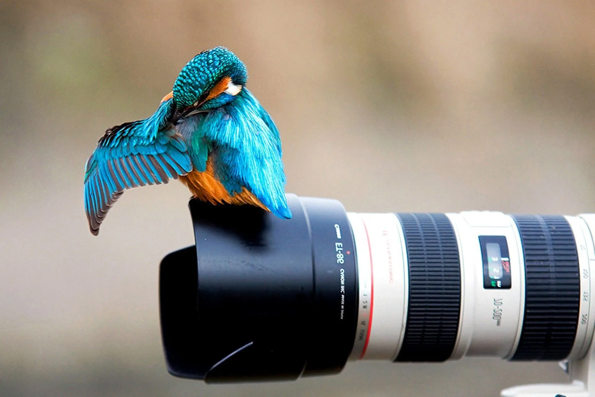 nature, Animals, Birds, Colibri (bird), Camera, Canon, Kingfisher Wallpaper HD / Desktop and Mobile Background