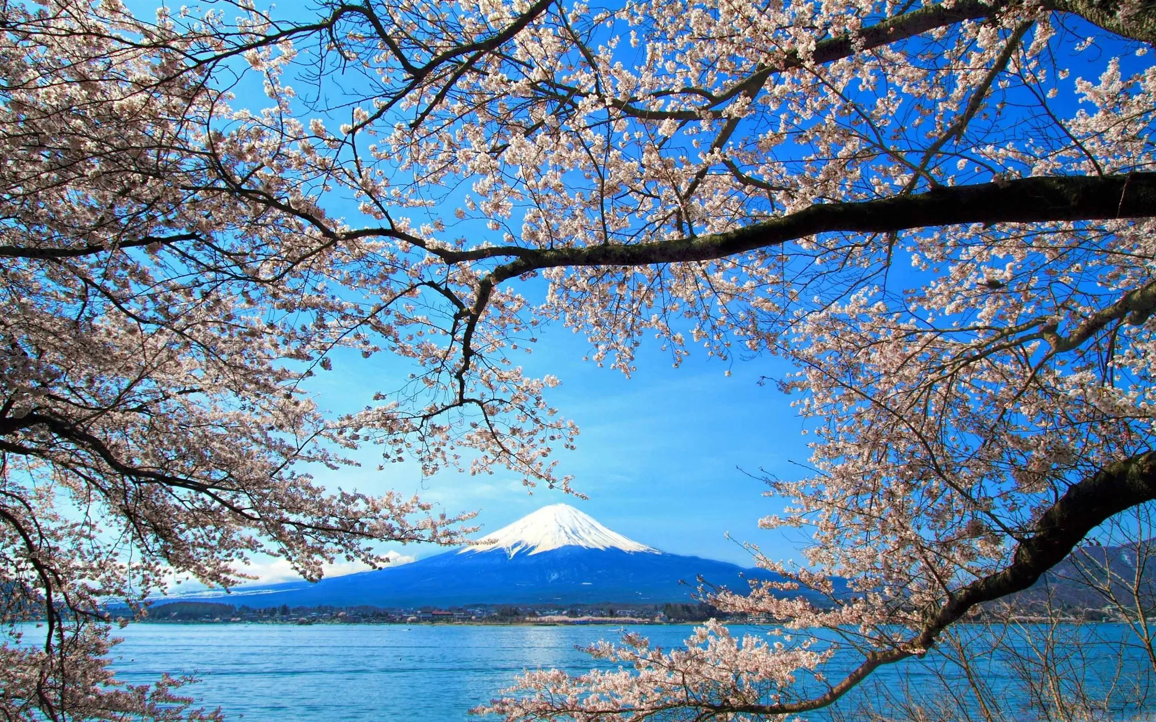 Sakura And Mount Fuji MacBook Air Wallpaper Download
