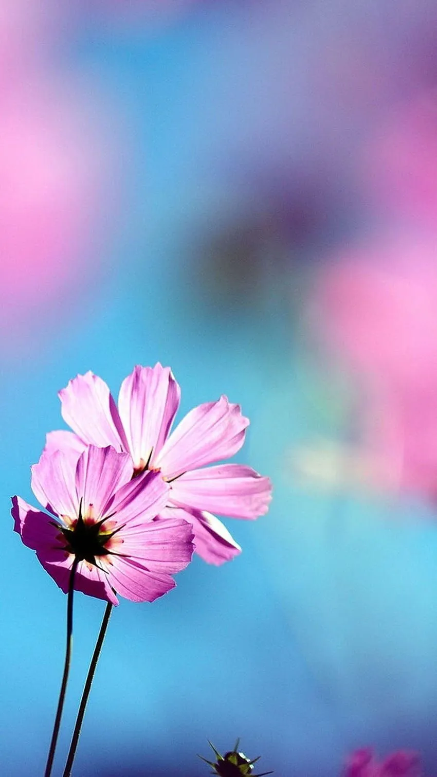 Mobile Best Flowers High Quality Blue, best pink for phone HD phone wallpaper