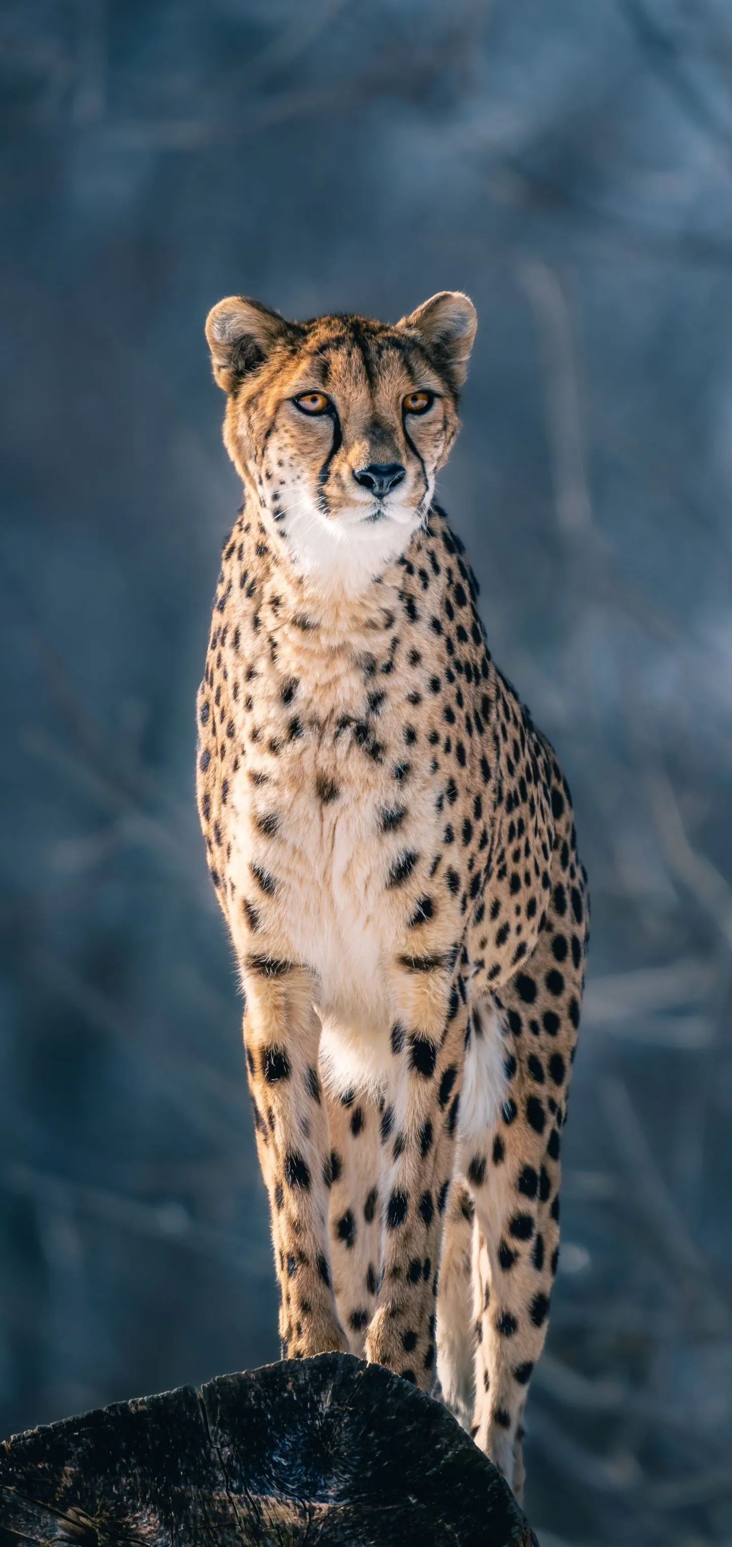 Download Animal Cheetah Phone Wallpaper