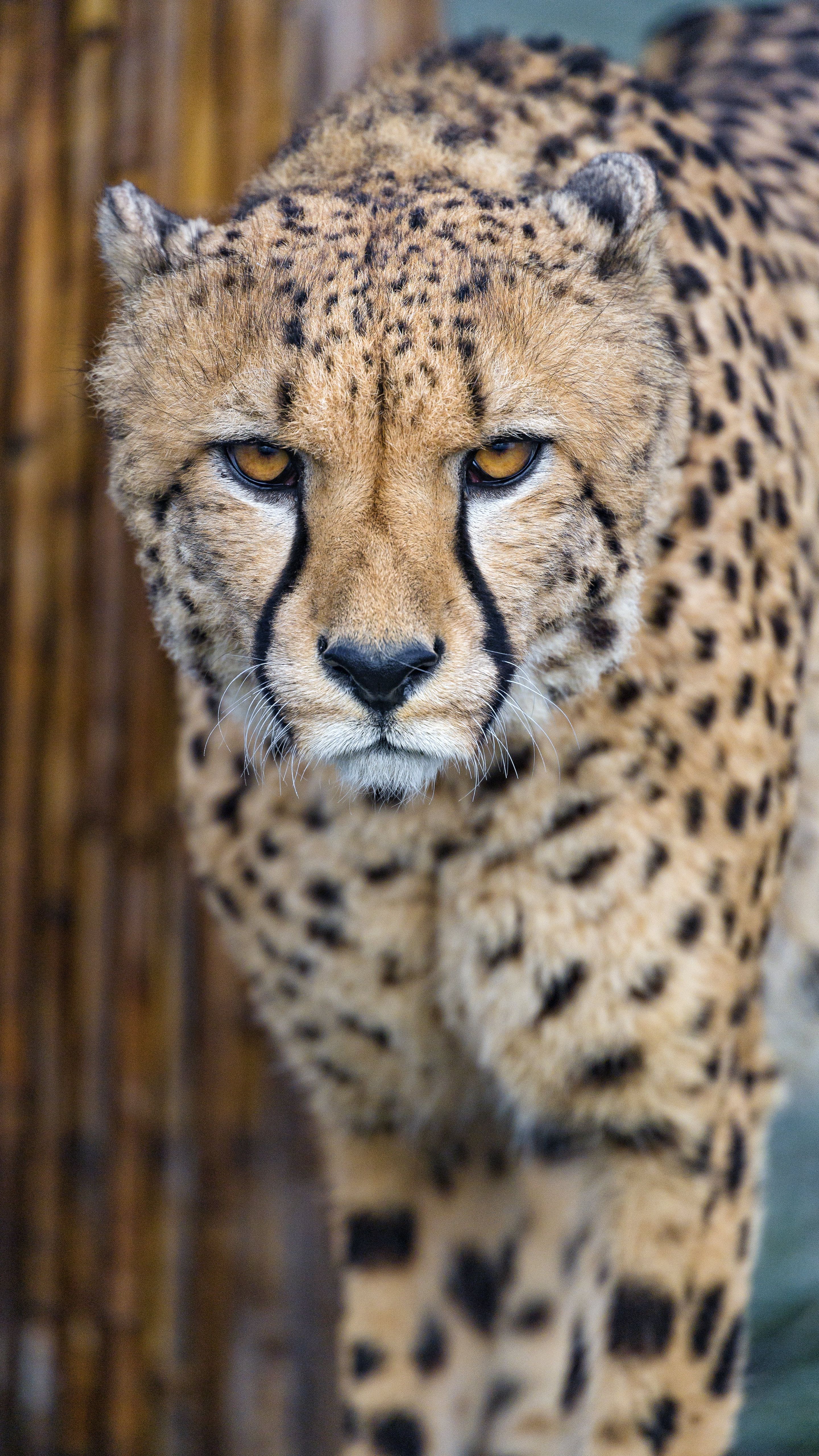 Phone wallpaper: Cheetah, Animals 31482