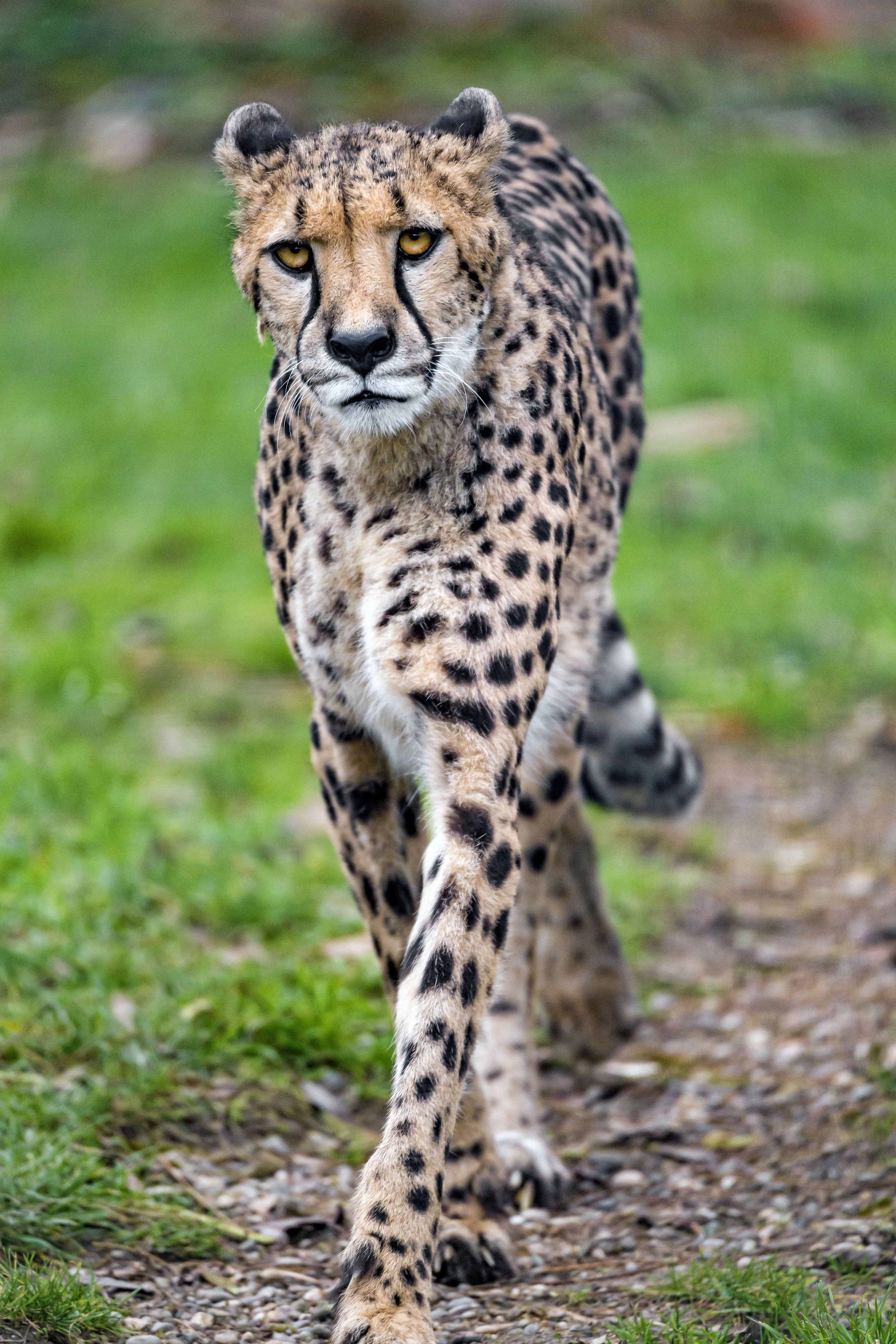 Phone wallpaper: Cheetah, Animals, Muzzle, Predator, Big Cat 84314