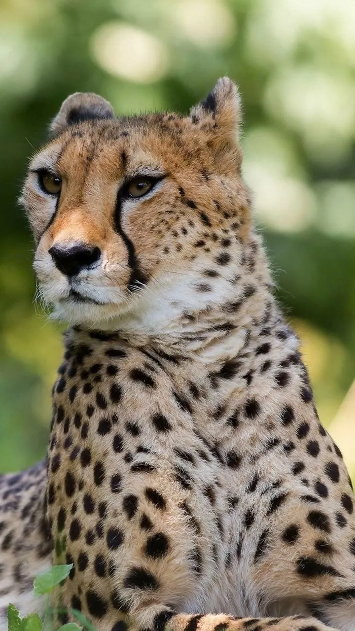 Download Animal Cheetah Phone Wallpaper