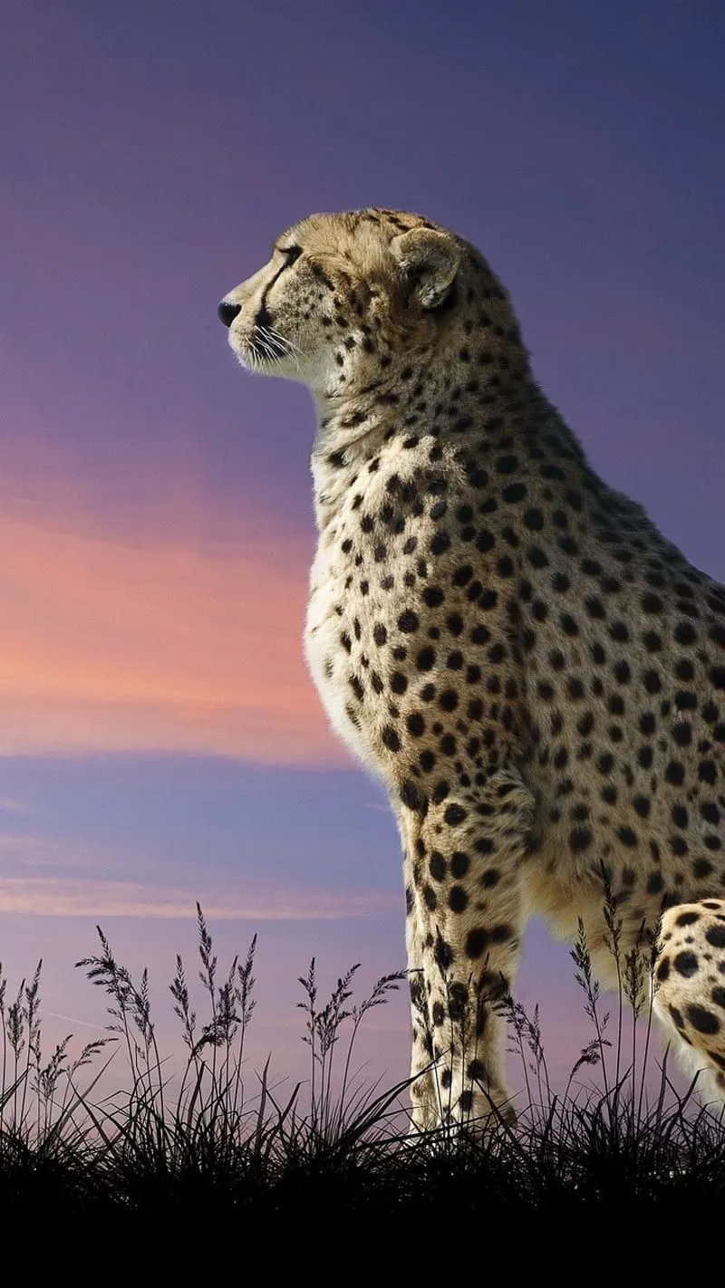 Cheetah, animals, big cat, fastanimal, gold, nature, HD phone wallpaper
