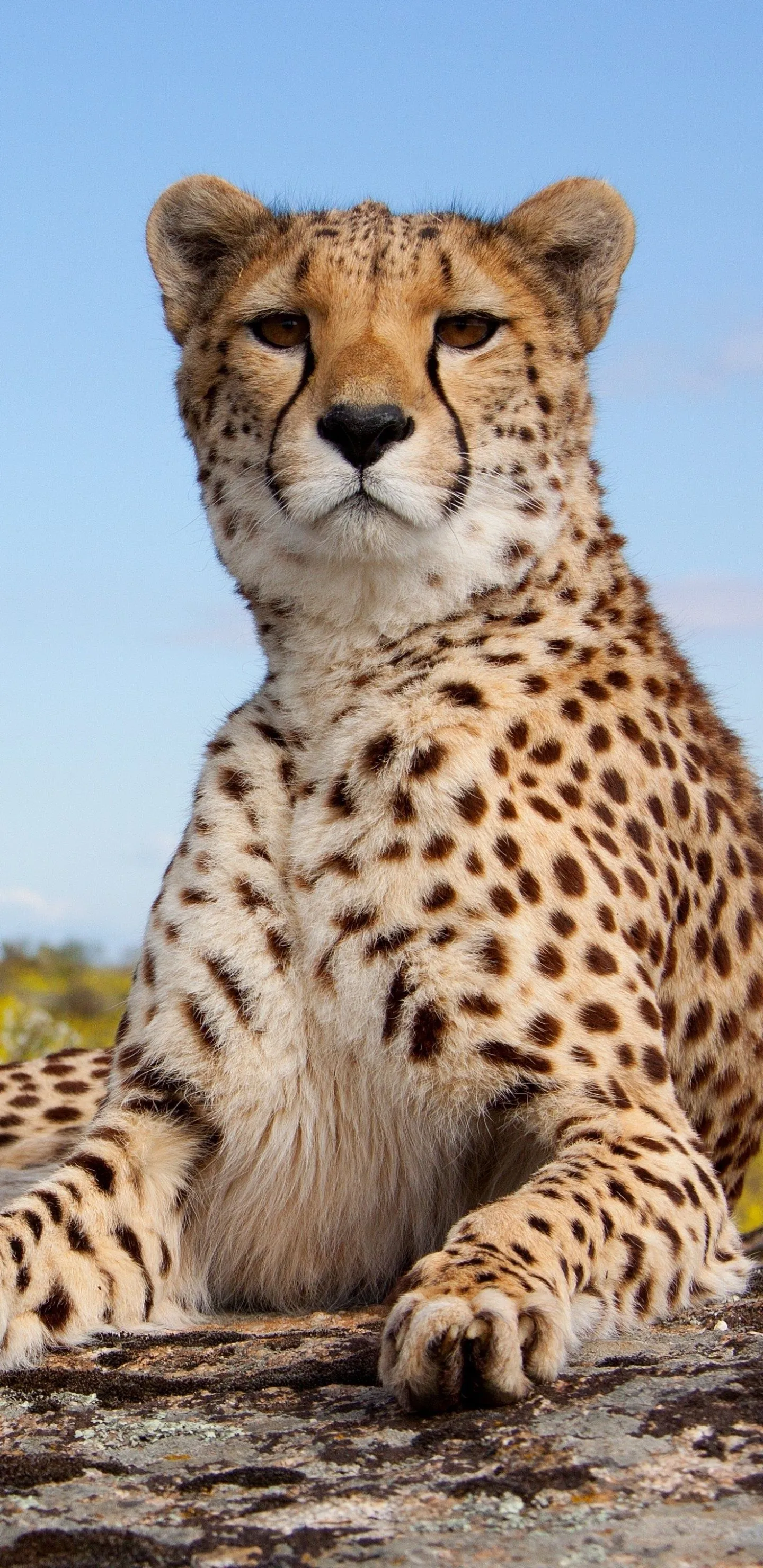 Cheetah Wallpaper