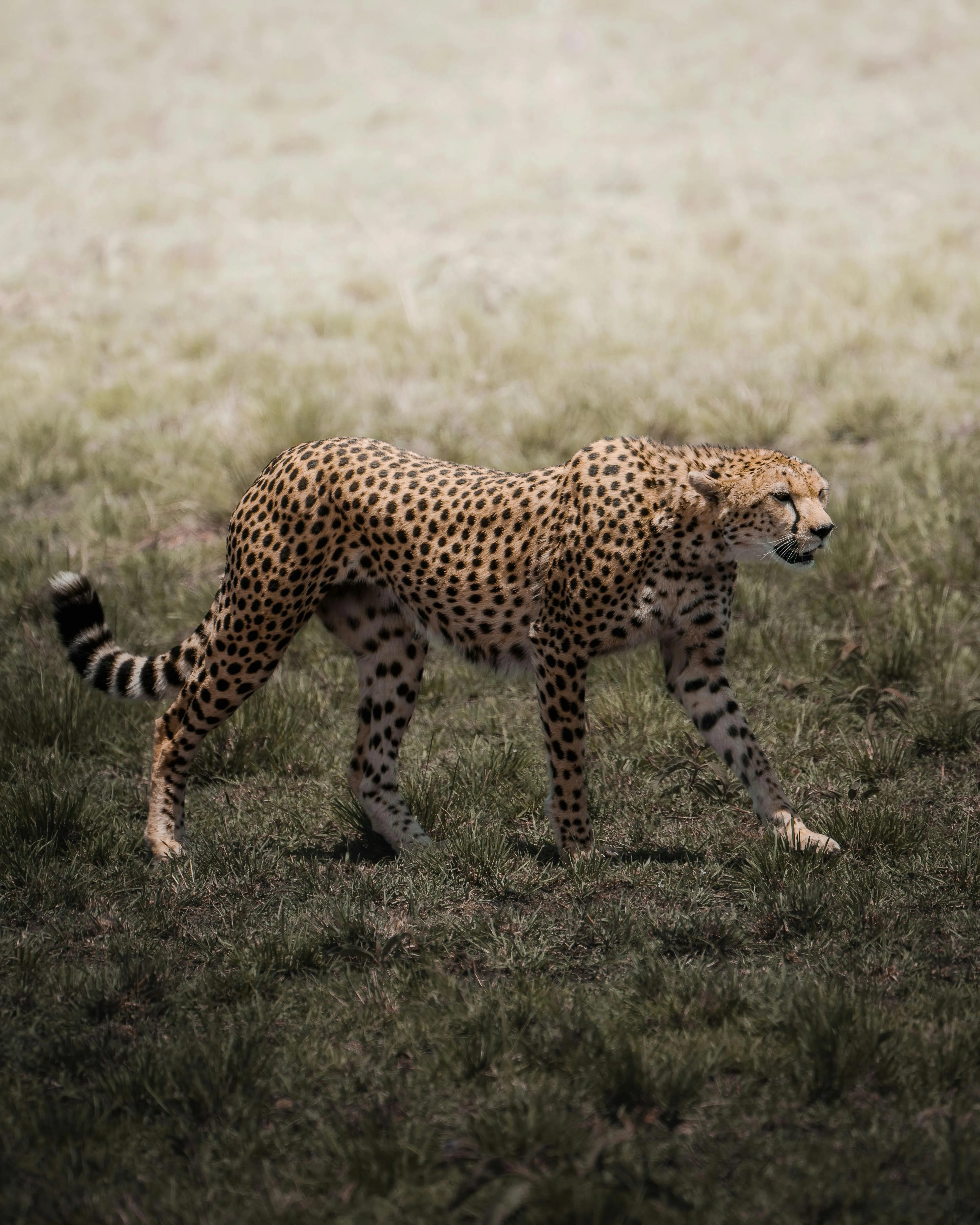 Cheetah Walking on Grass · Free
