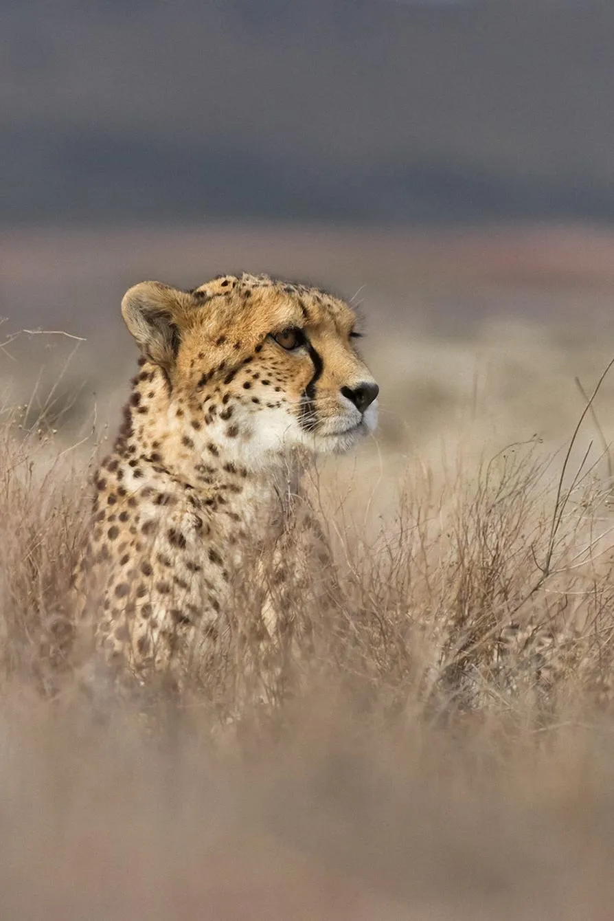 Cheetah predator mobile HD wallpaper Mobile Walls