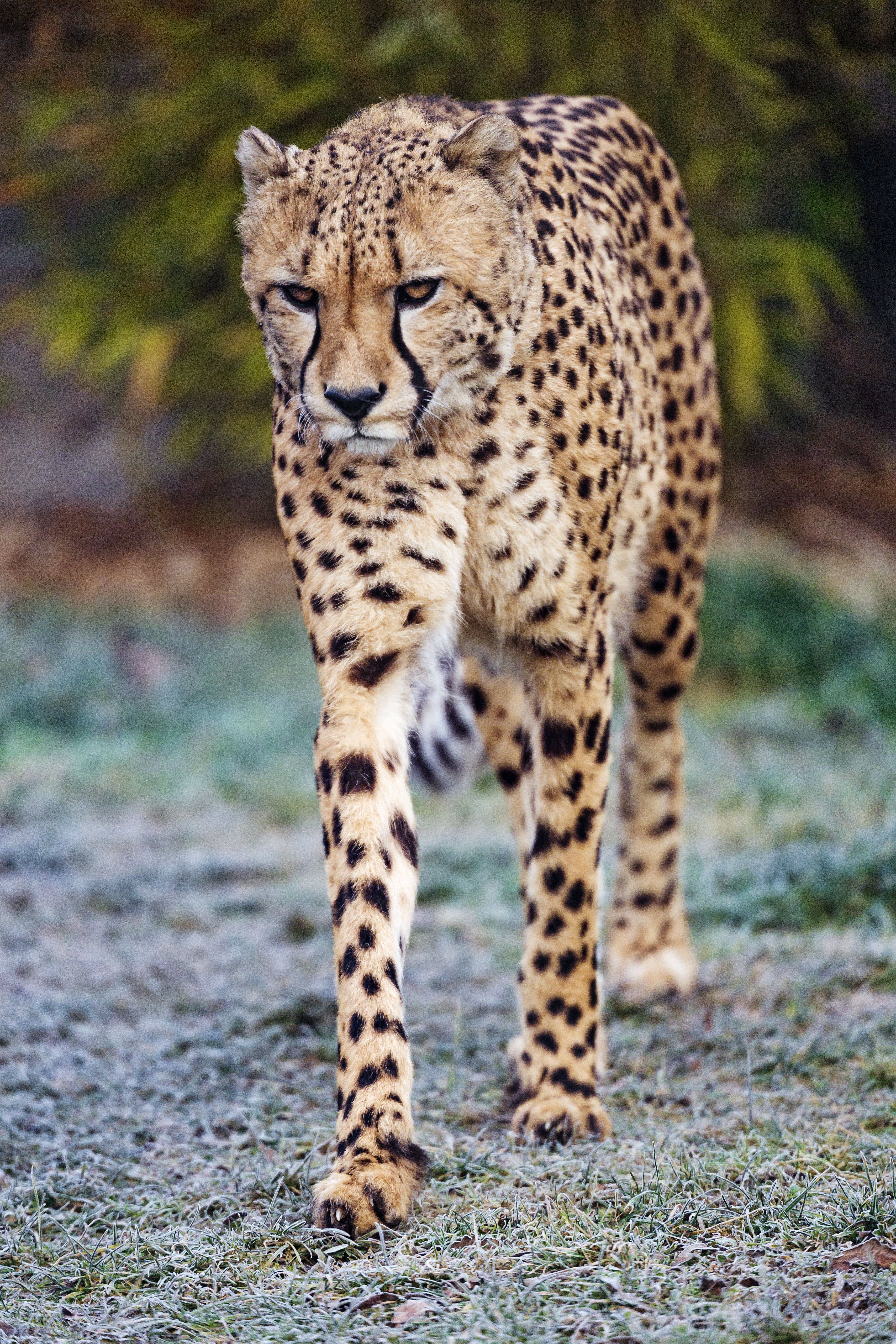 Cheetah Phone Wallpaper: Free 4K & HD Downloads