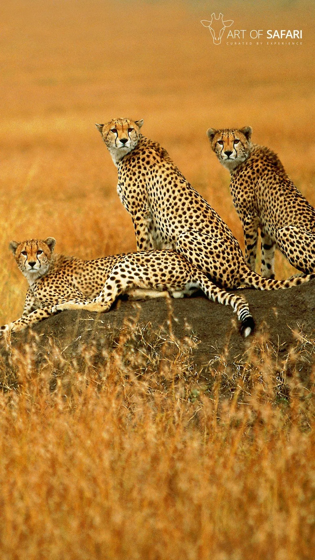 Wallpaper. A Coalition Of Cheetah Resting On A Rock. Art Of Safari