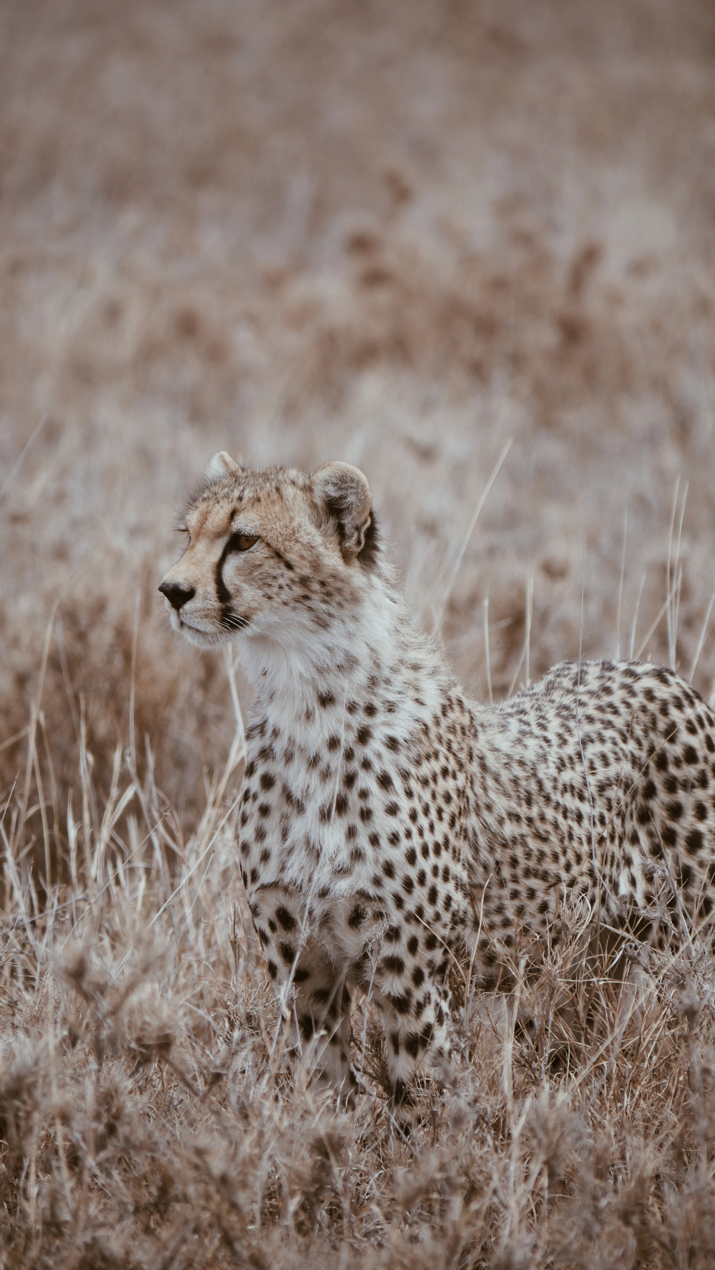 Cheetah Wallpaper Picture. Download Free Image