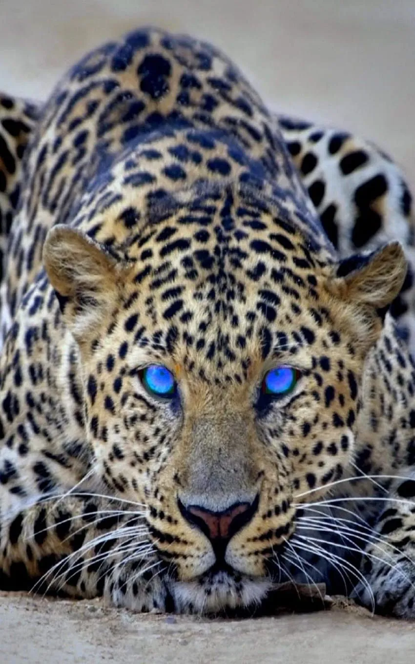 Cheetah Blue Eyes Ultra Mobile, cheetah phone HD phone wallpaper
