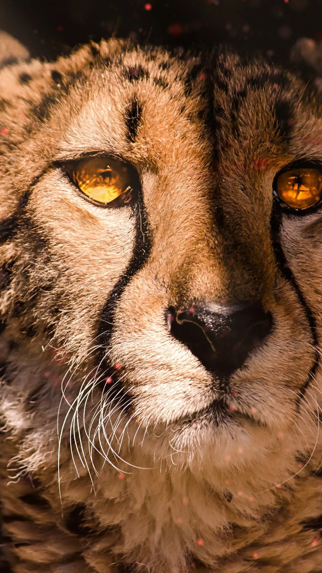 Cheetah Wallpaper 4K, Southeast African cheetah, Fire