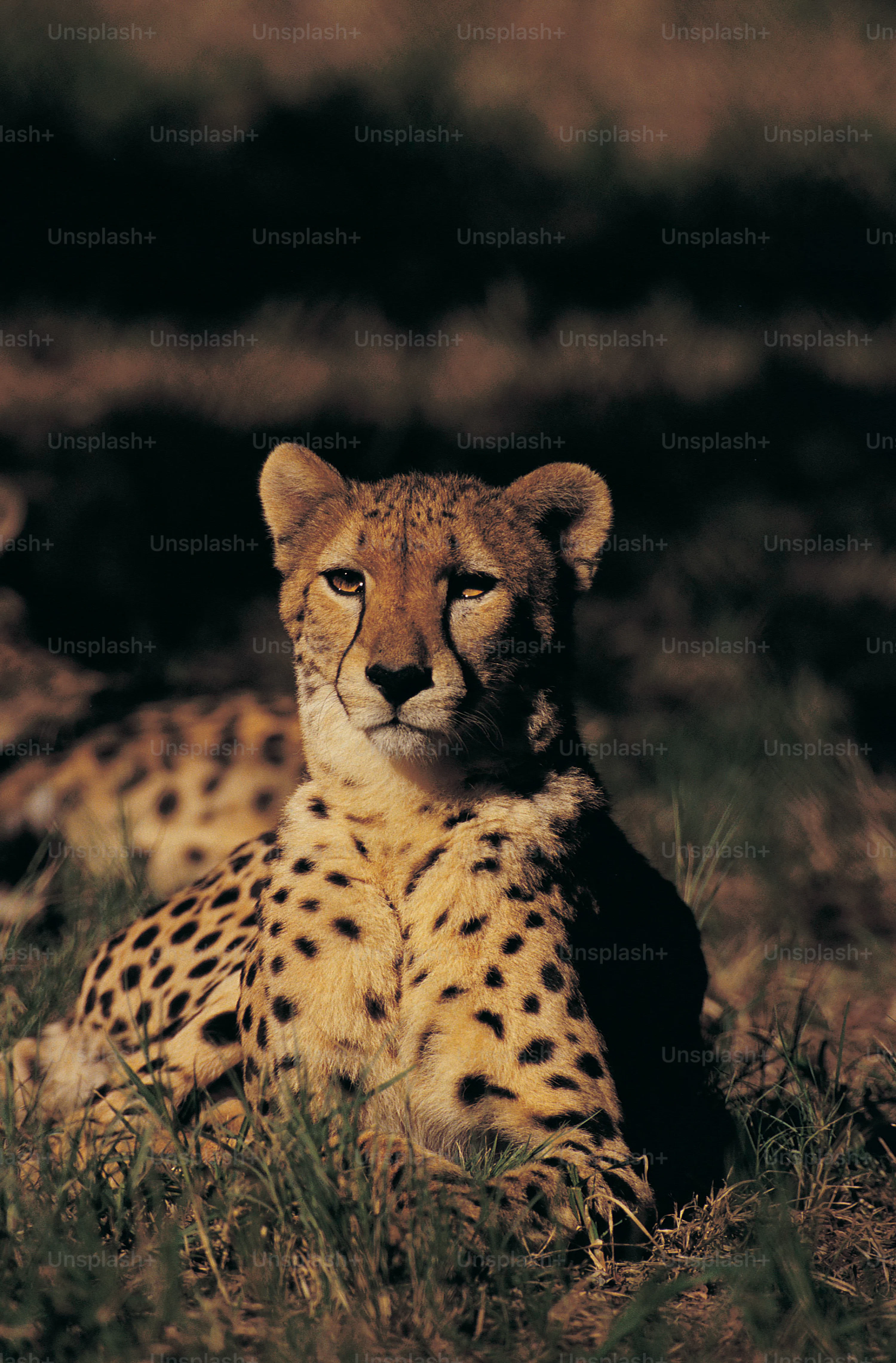 Cheetah Picture [HD]. Download Free Image