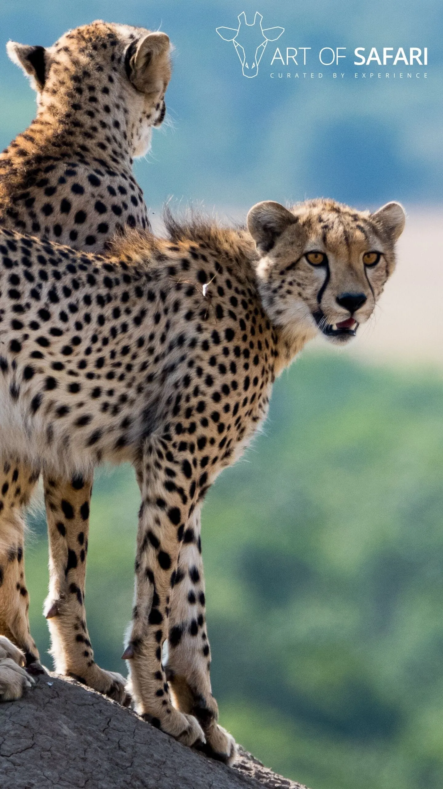 Wallpaper. Two Cheetah On A Mound. Art Of Safari