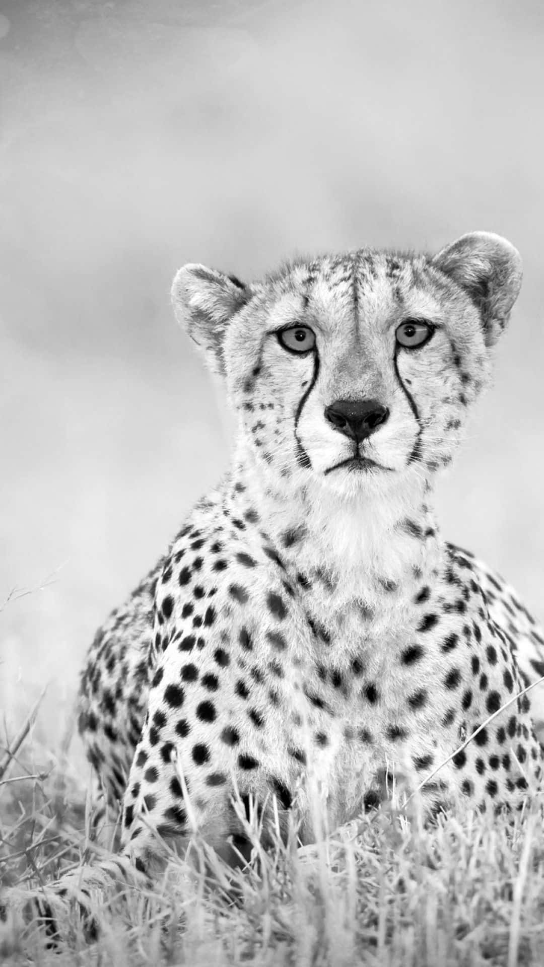 Download Get the fastest phone around with the sleek and stylish Cheetah iPhone Wallpaper
