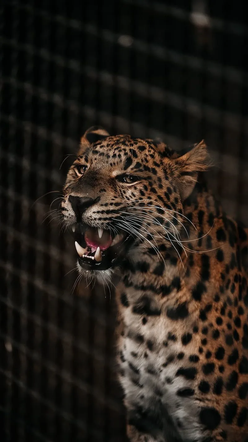 Cheetah, animals, wild, cat, africa, spots, HD phone wallpaper