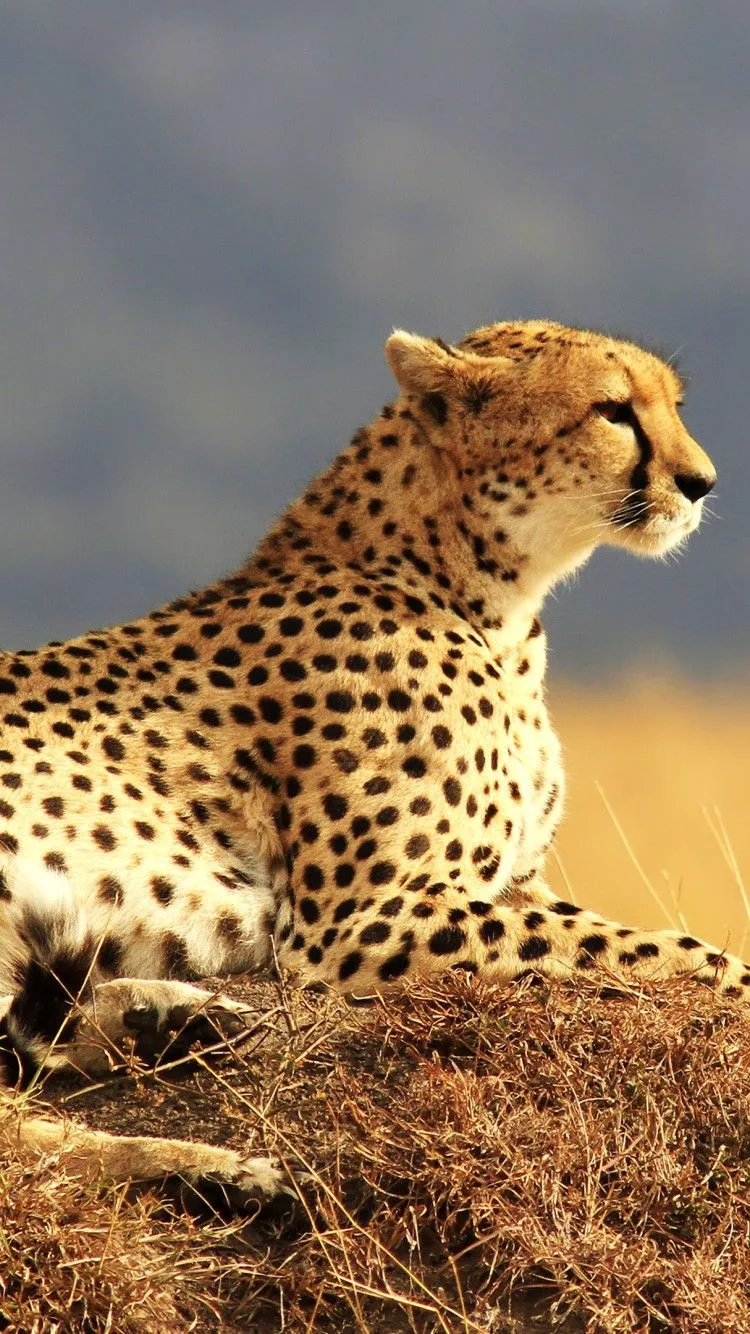 Sitting Cheetah Widescreen 4K Wallpaper 42126
