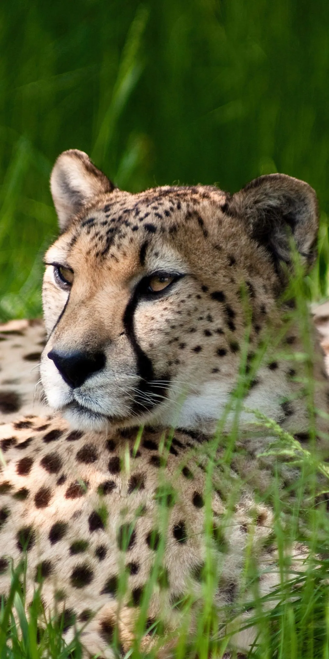 Cheetah Wallpaper 4K, Grass, Wild animals