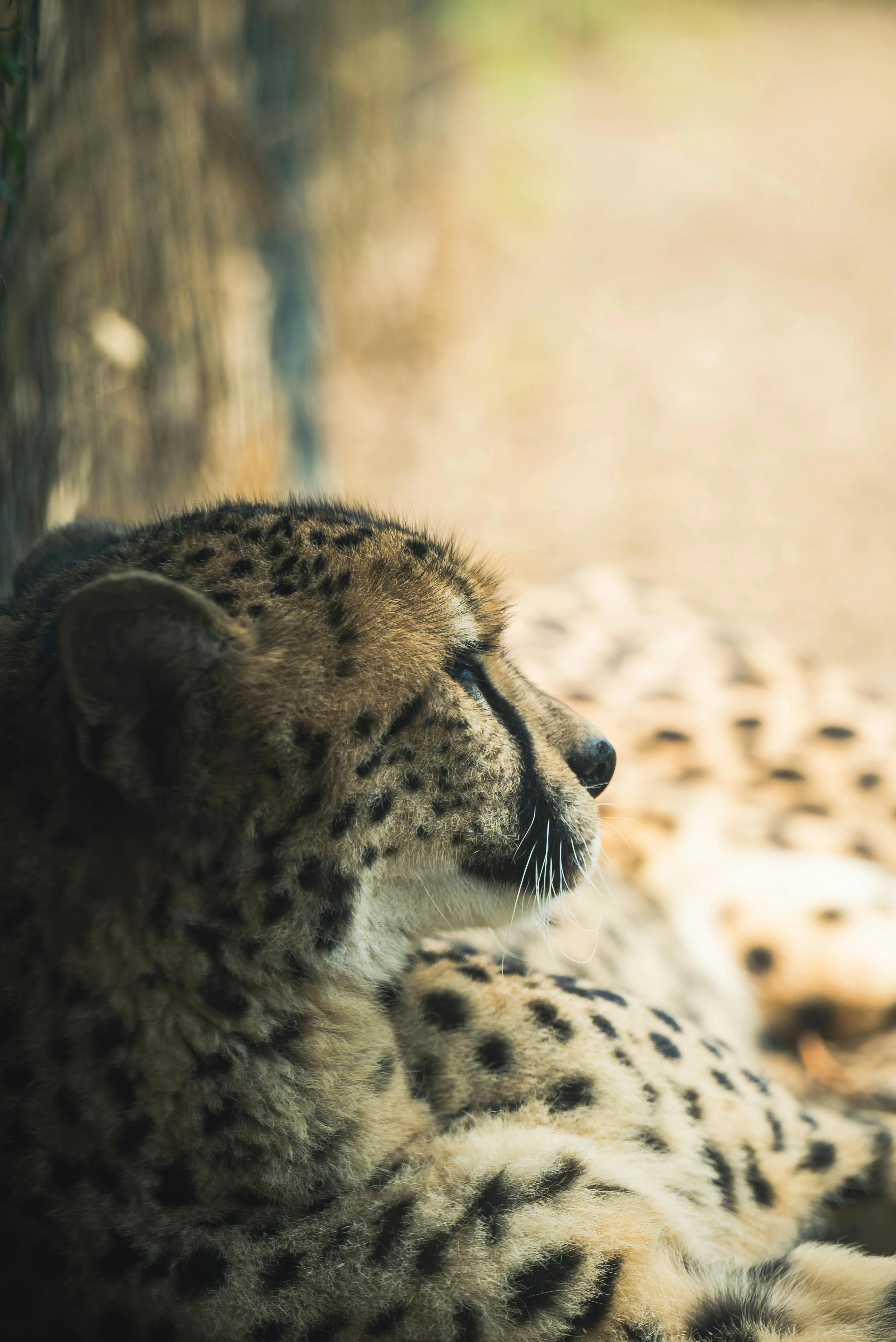 Cheetah Photo, Download The BEST Free Cheetah & HD Image
