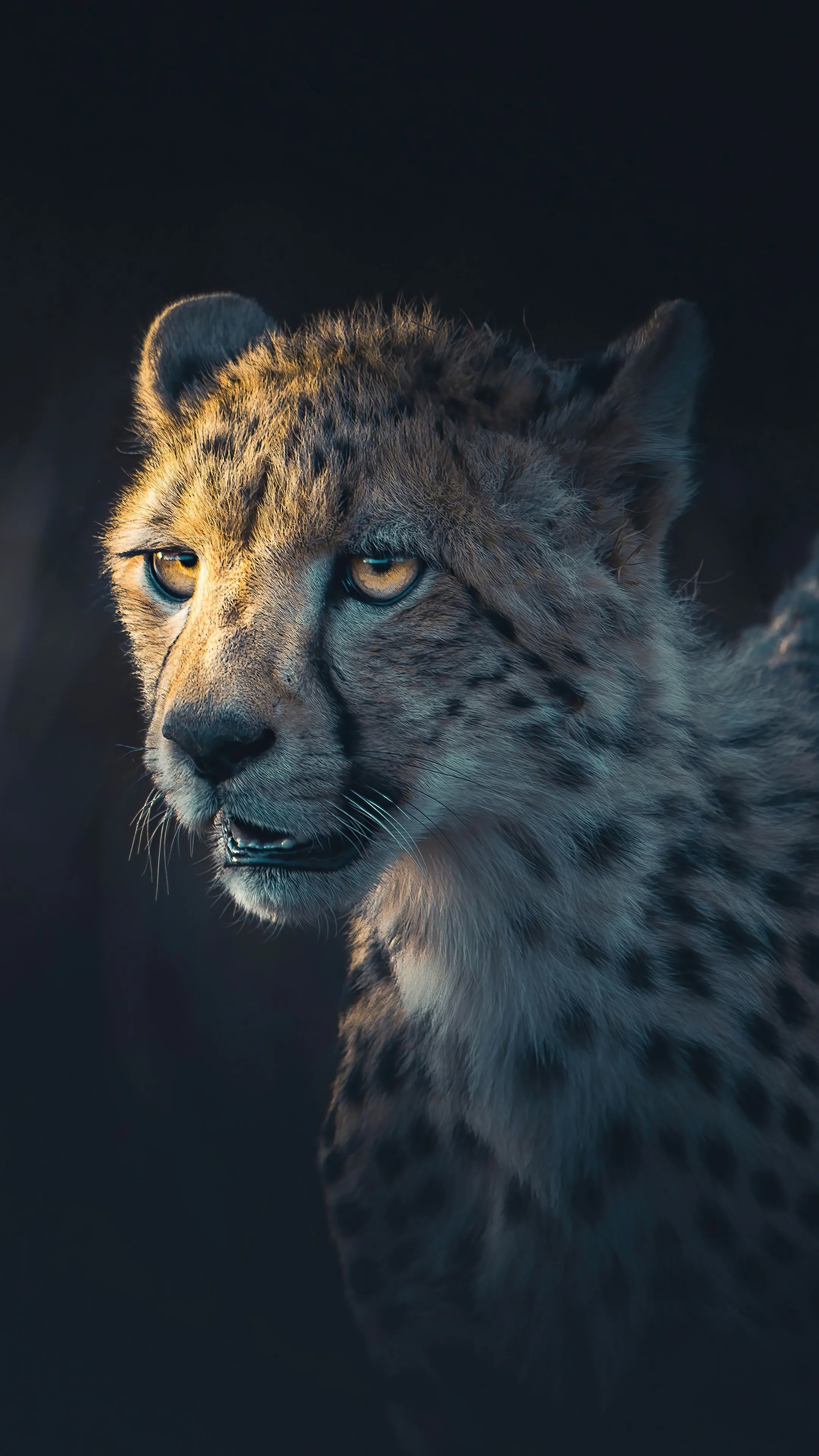 Cheetah, Animals, Hd, 4K, Behance HD Phone Wallpaper