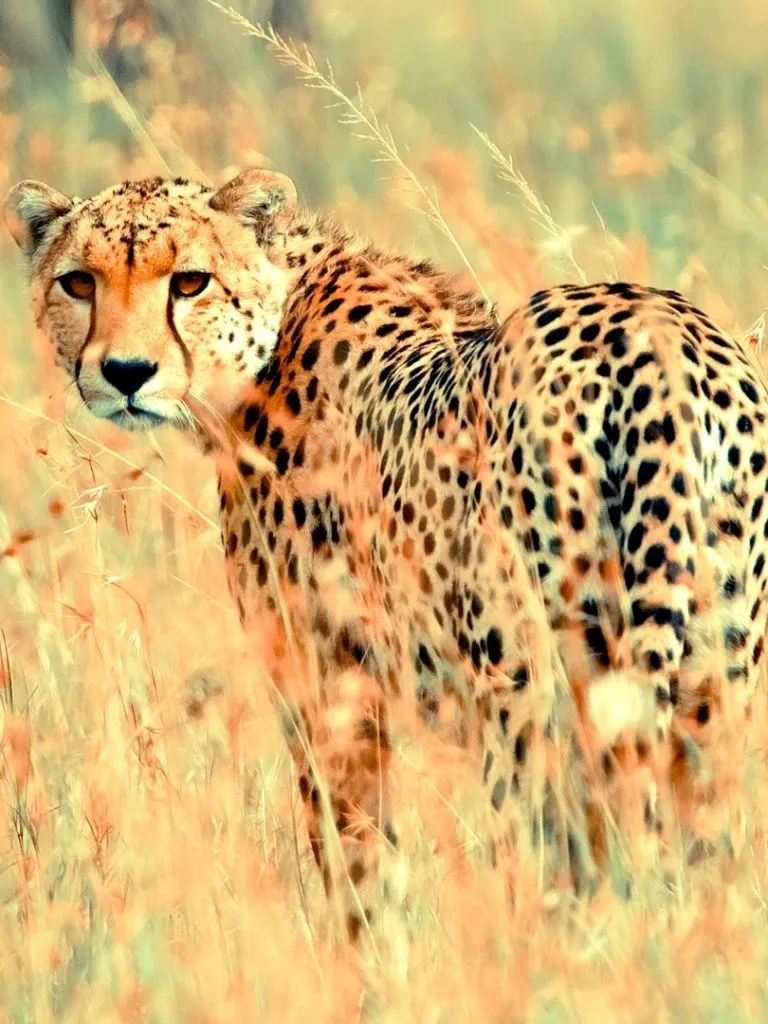 Cheetah 4K UHD Wallpaper for UltraHD Desktop and TV, Widescreen and UltraWide Display, Smartphone and Tablet Devices