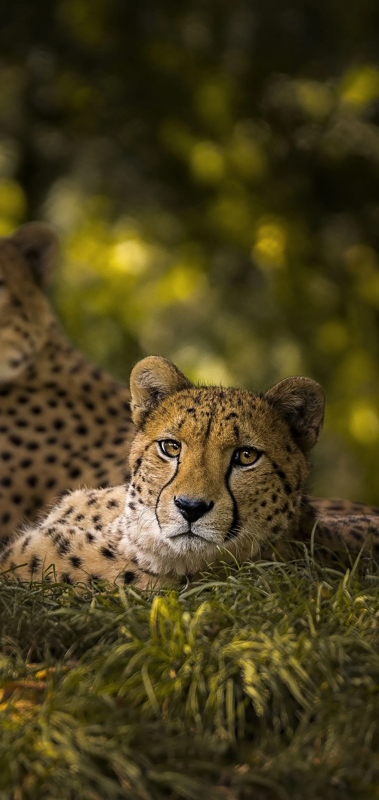 Desktop wallpaper: Animal, Cheetah, Cats 4K free download for PC. 1185175