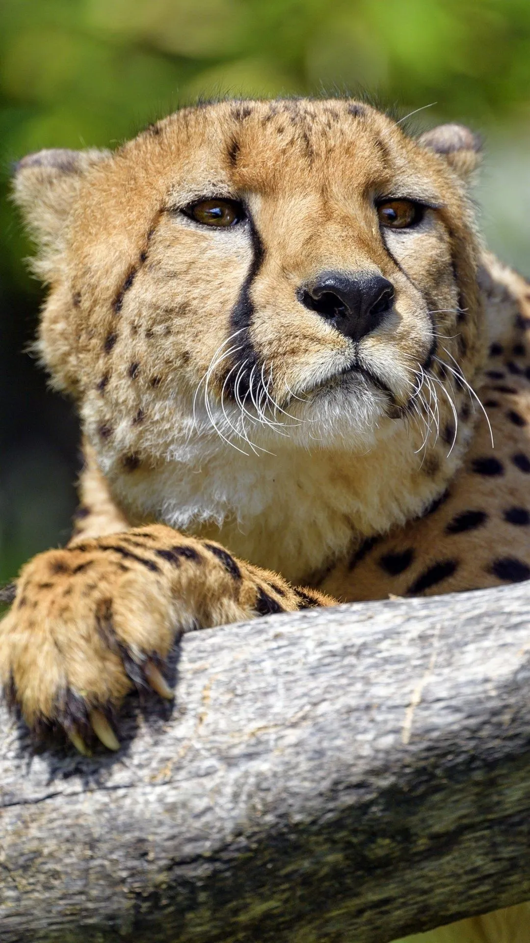 Cheetah Wallpaper