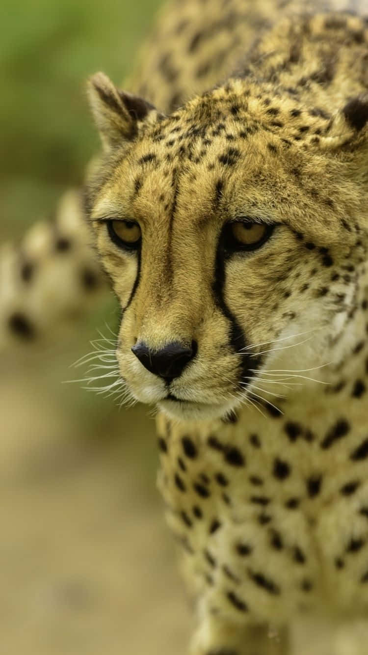 Download Upgrade Your Phone With A Cheetah IPhone For Lightning Fast Speeds. Wallpaper