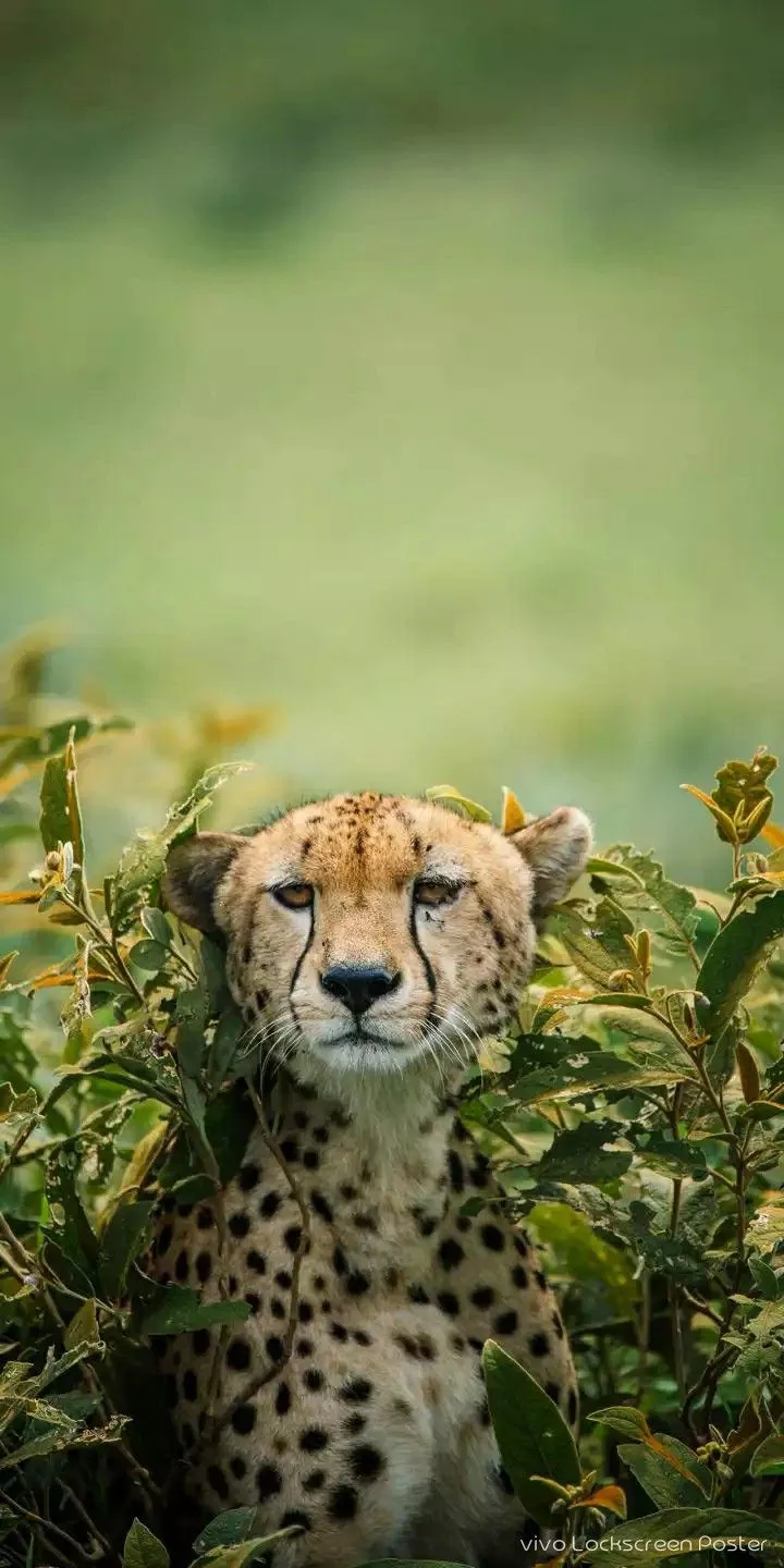 tiger wallpaper HD 720x1280. Animals wild, Pet birds, Animals beautiful