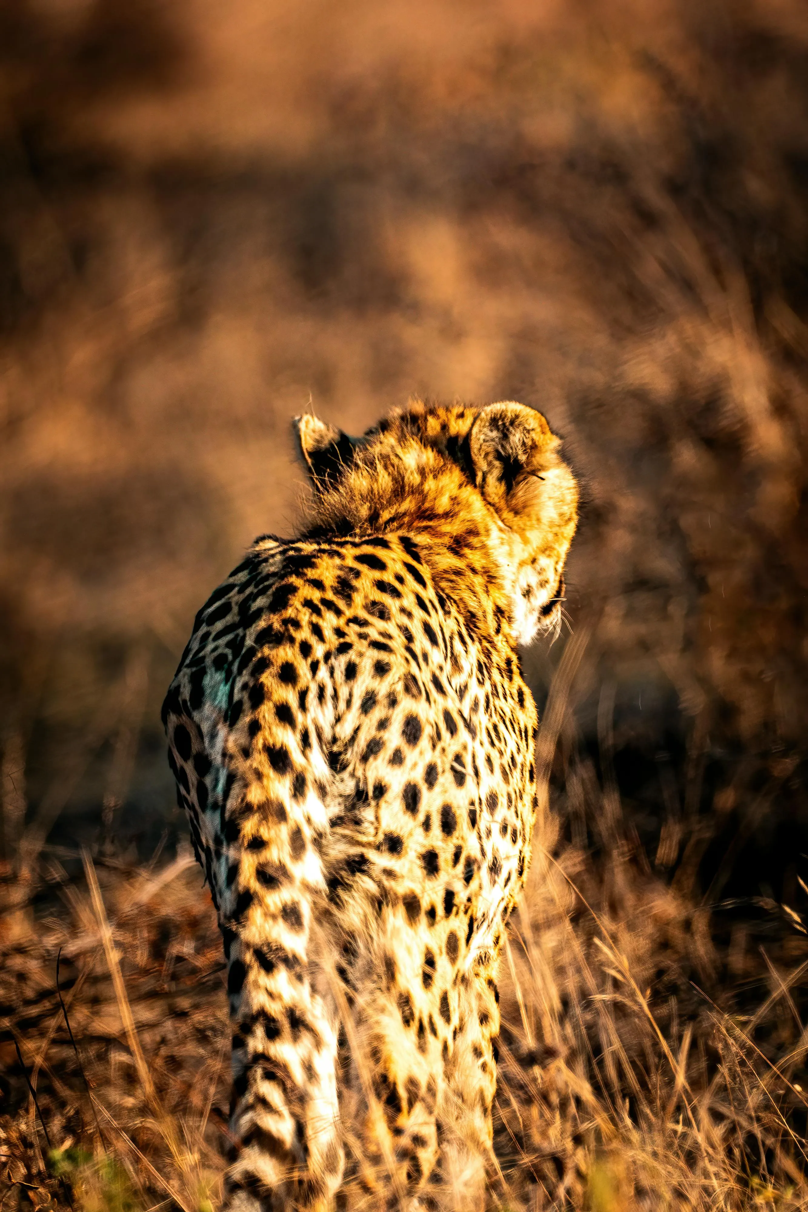 Cheetah On The Prowl Photo, Download The BEST Free Cheetah On The Prowl & HD Image