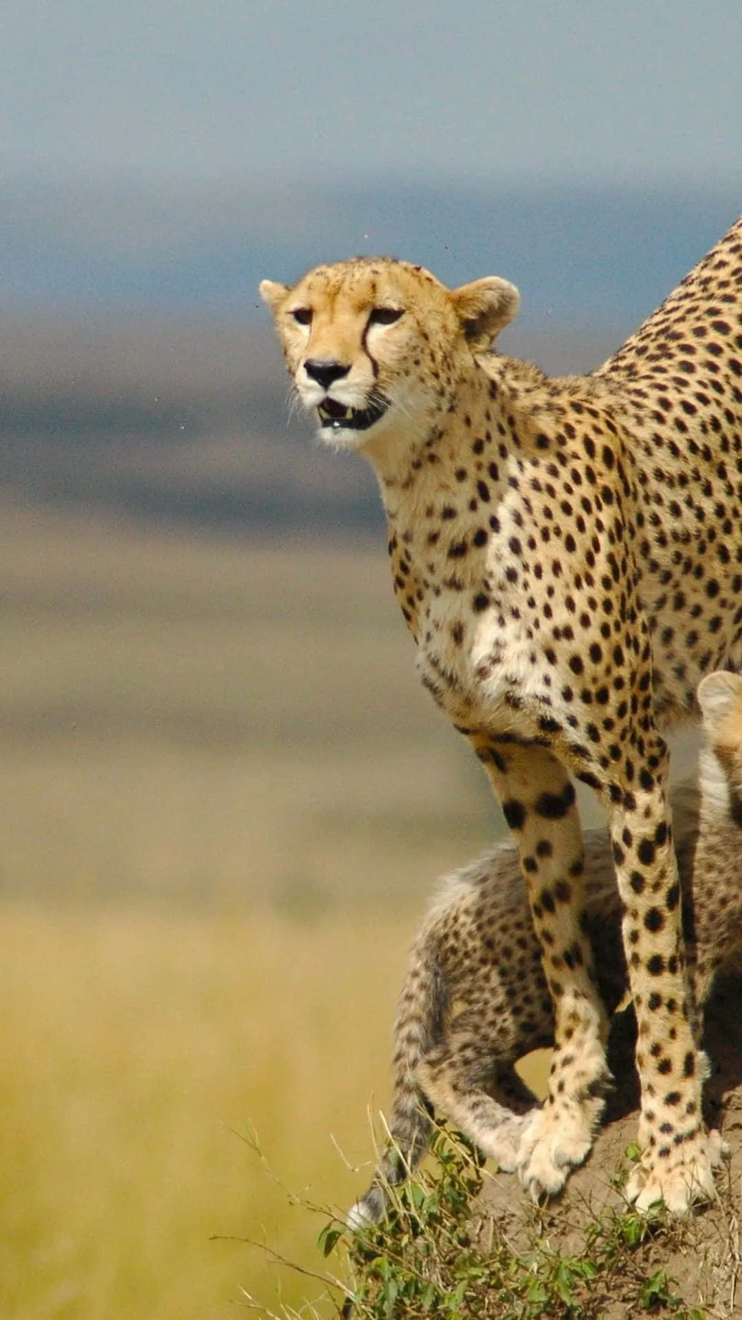 Download Cheetah Cubs In The Wild Wallpaper