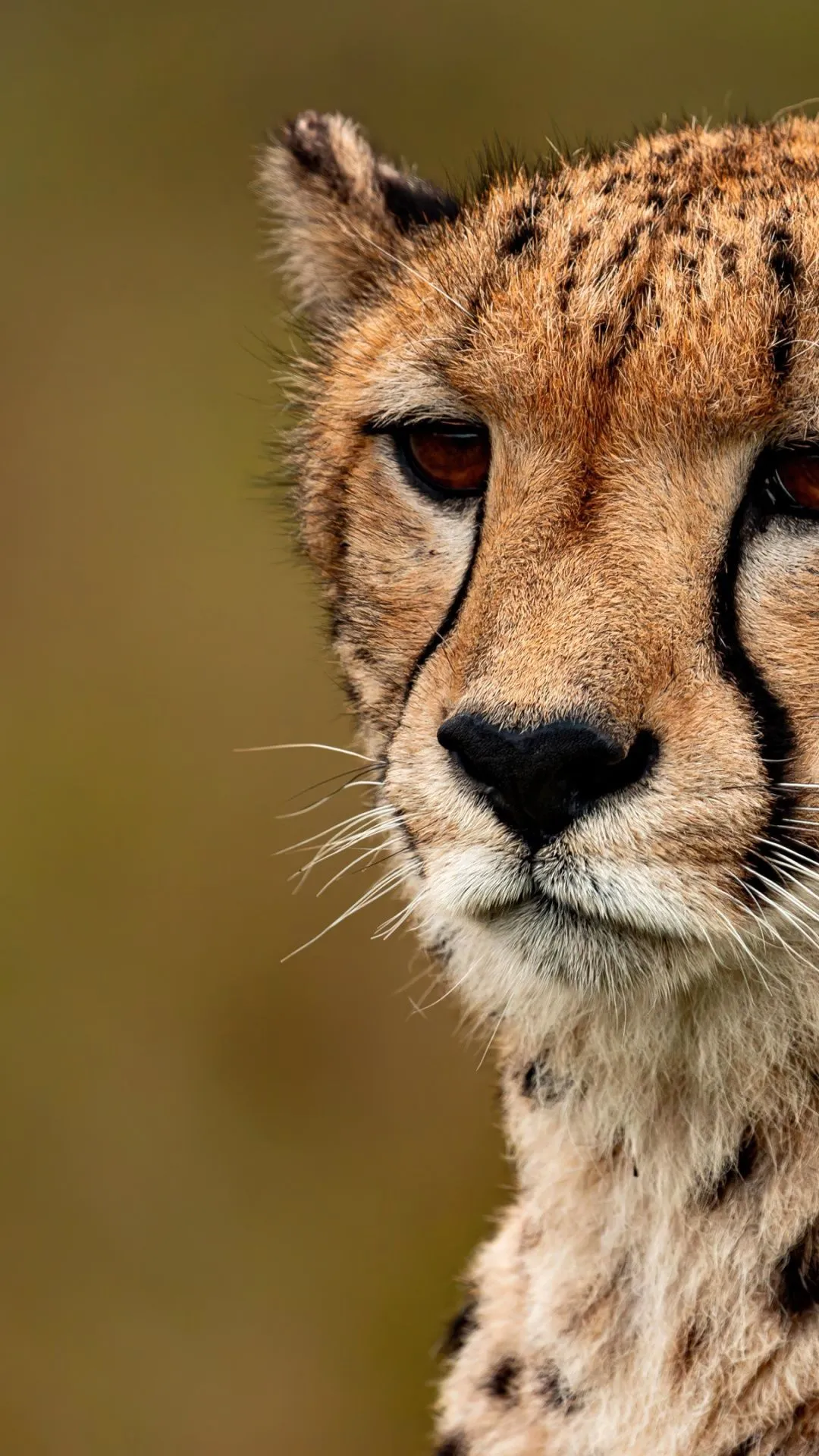 Cheetah Wallpaper 4K, Closeup, Ultrawide, Wild animal
