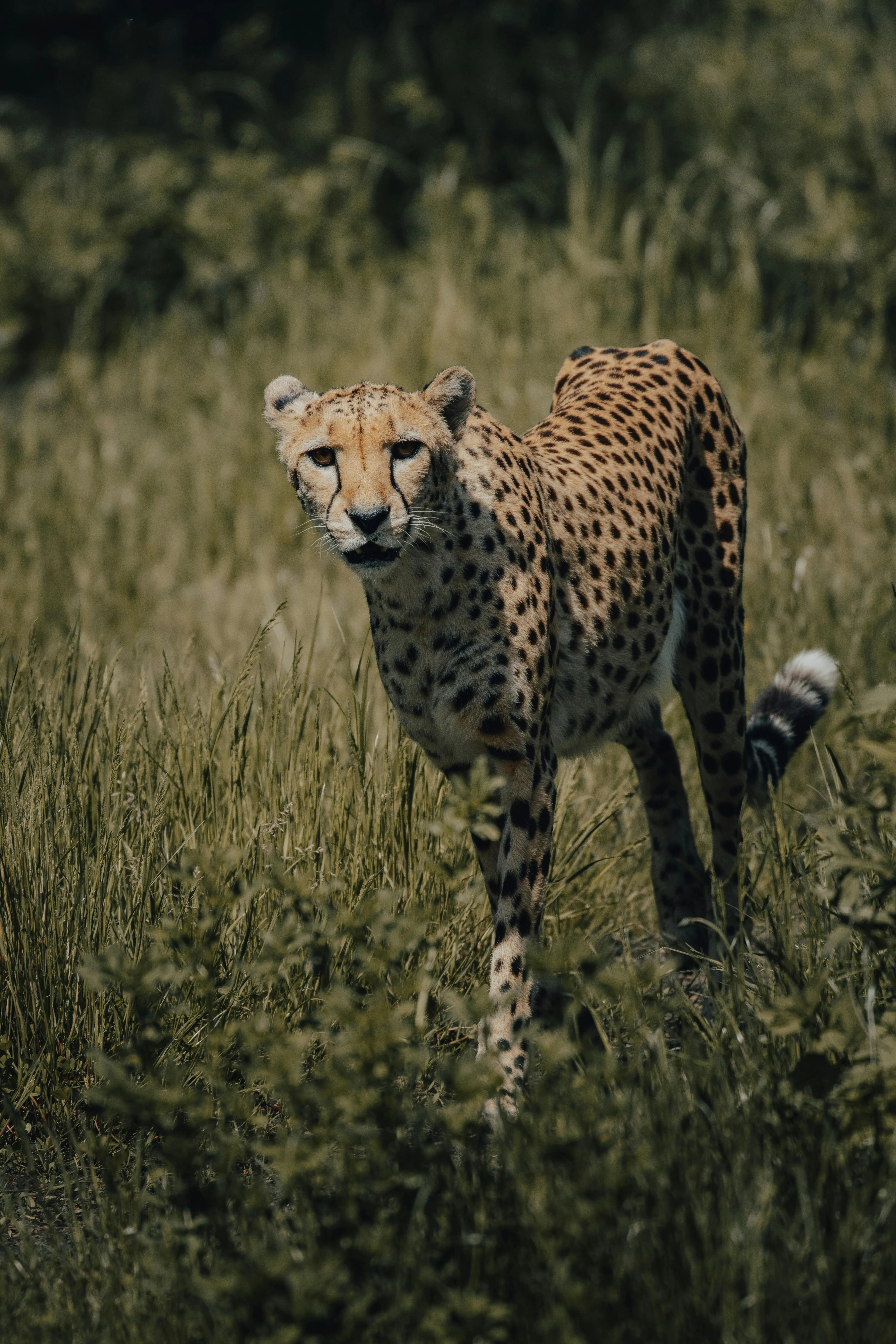 Cheetah on grassy field in nature · Free