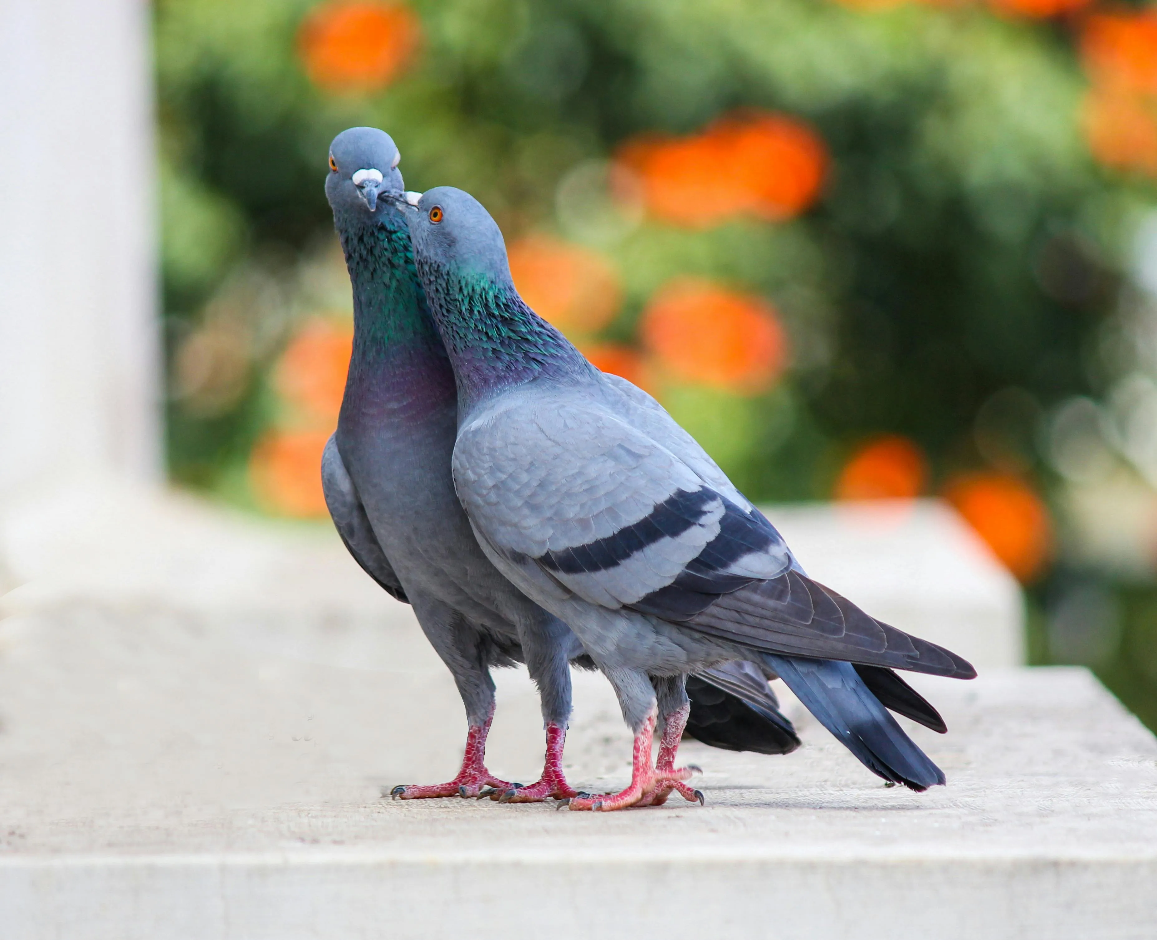 9,Best Pigeon Photo · 100% Free Downloads