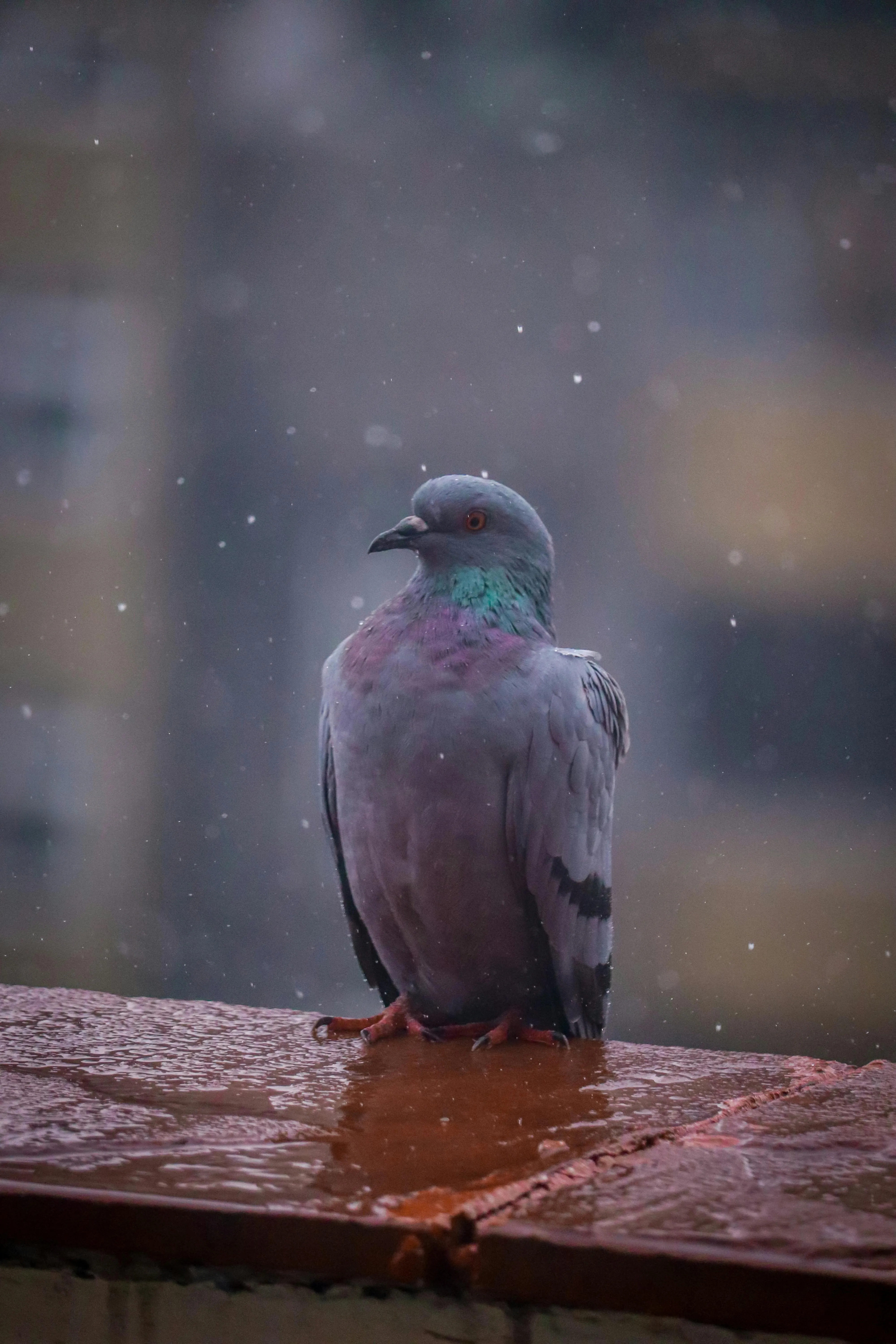 9,Best Pigeon Photo · 100% Free Downloads