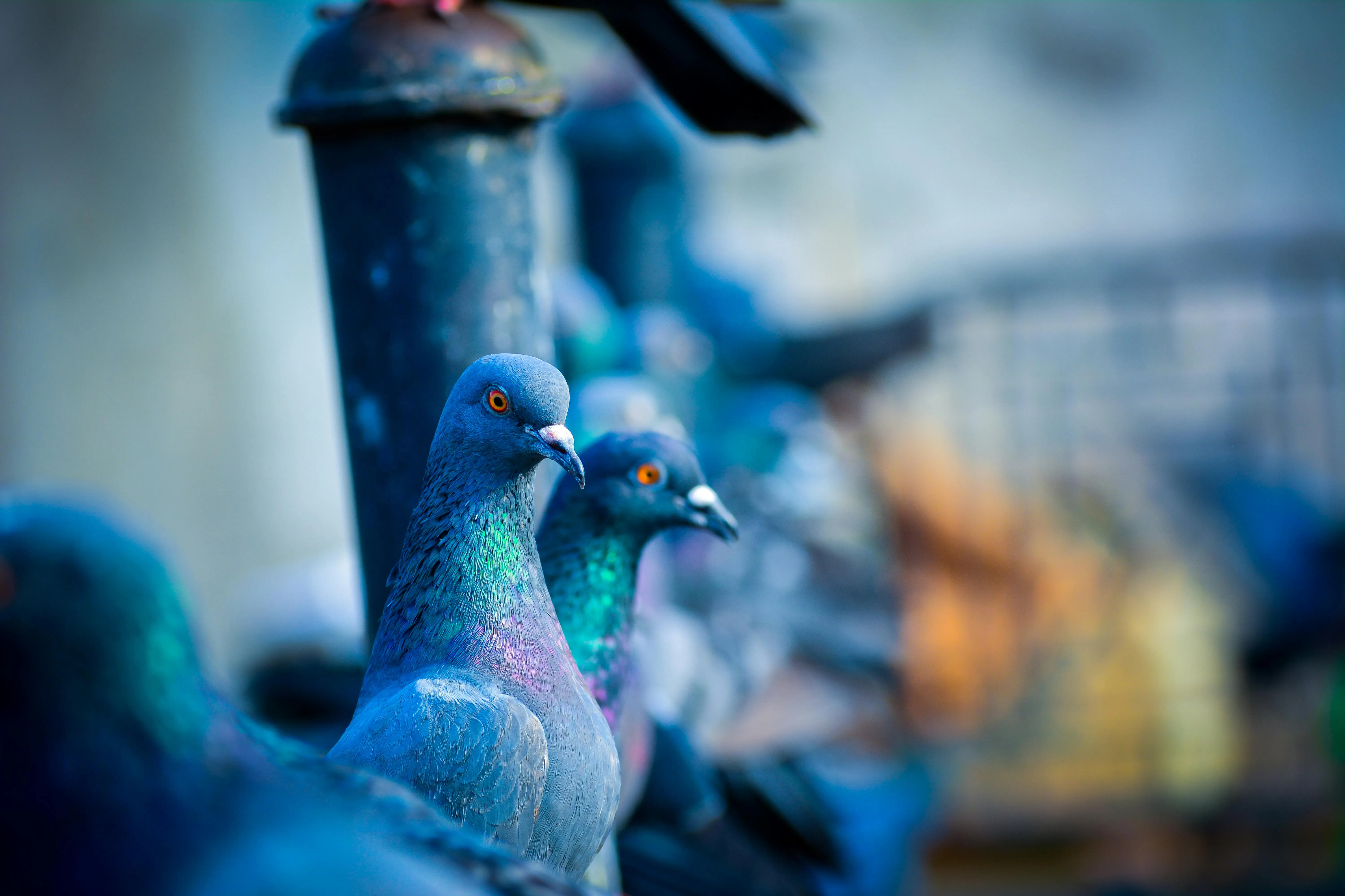 9,Best Pigeon Photo · 100% Free Downloads