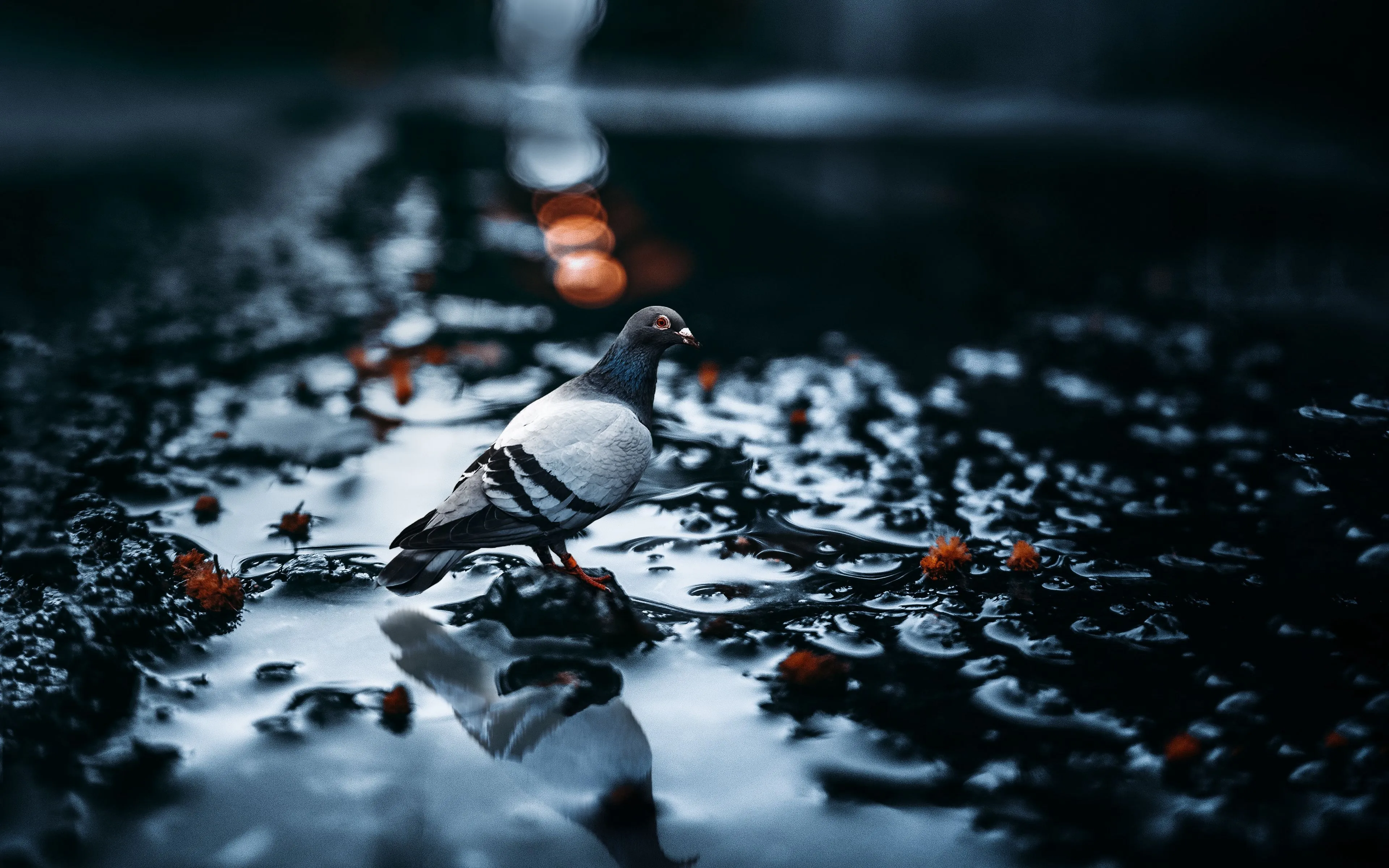 Download wallpaper 3840x2400 pigeon, bird, water, blur, glare 4k ultra HD 16:10 HD background