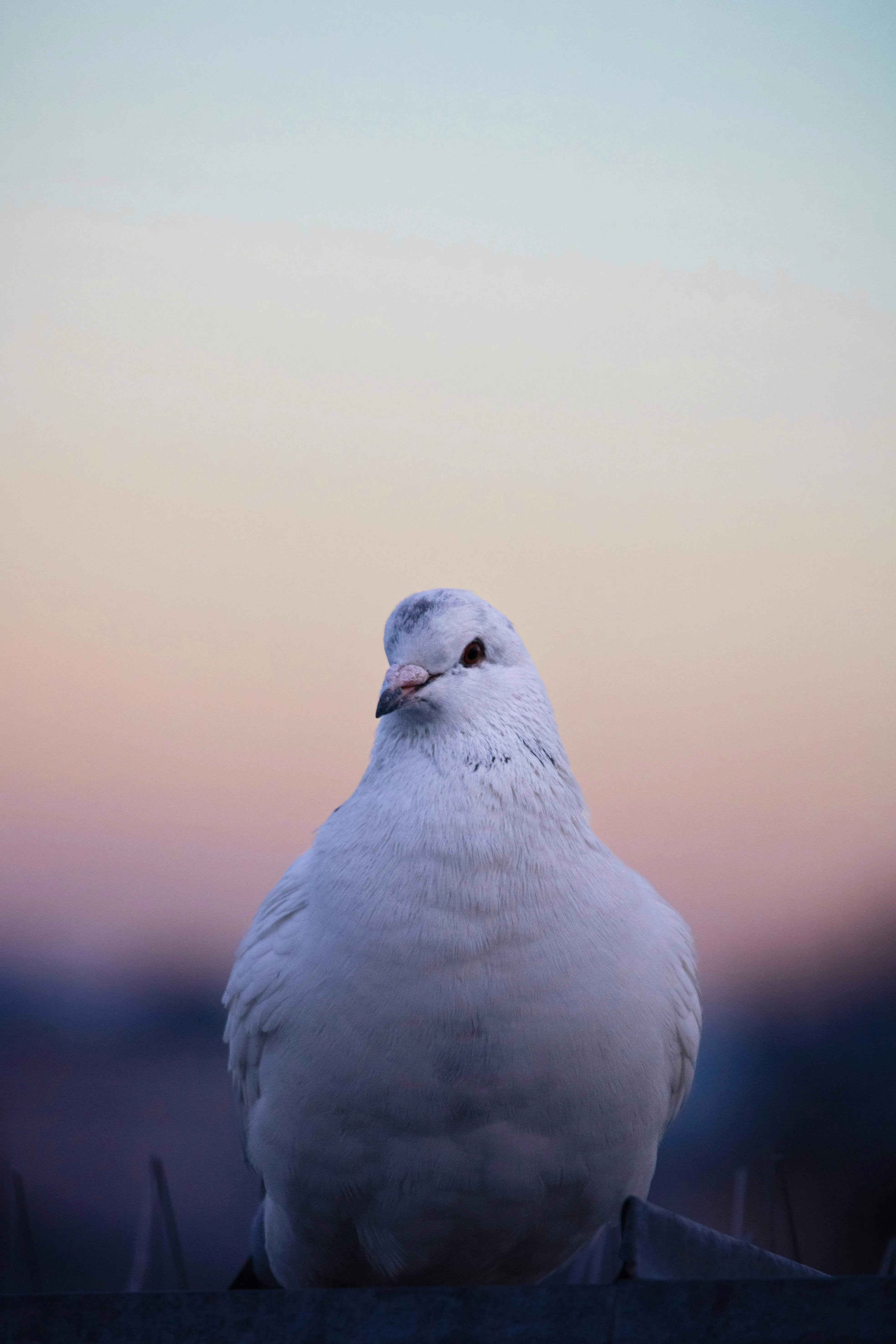 A pigeon is standing on a roof · Free