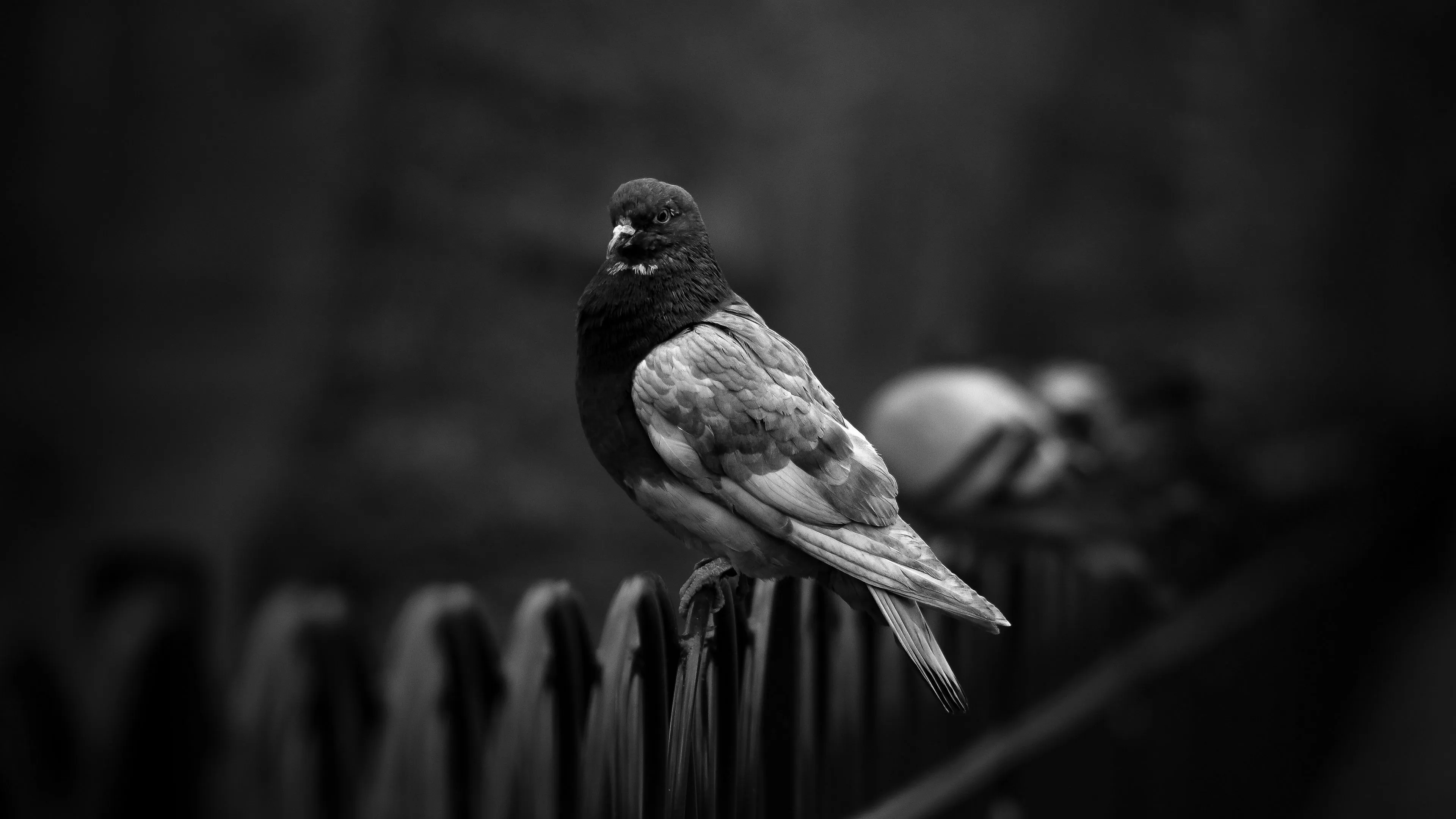 Download wallpaper 3840x2160 dove, pigeon, bw, bird, fence 4k uhd 16:9 HD background