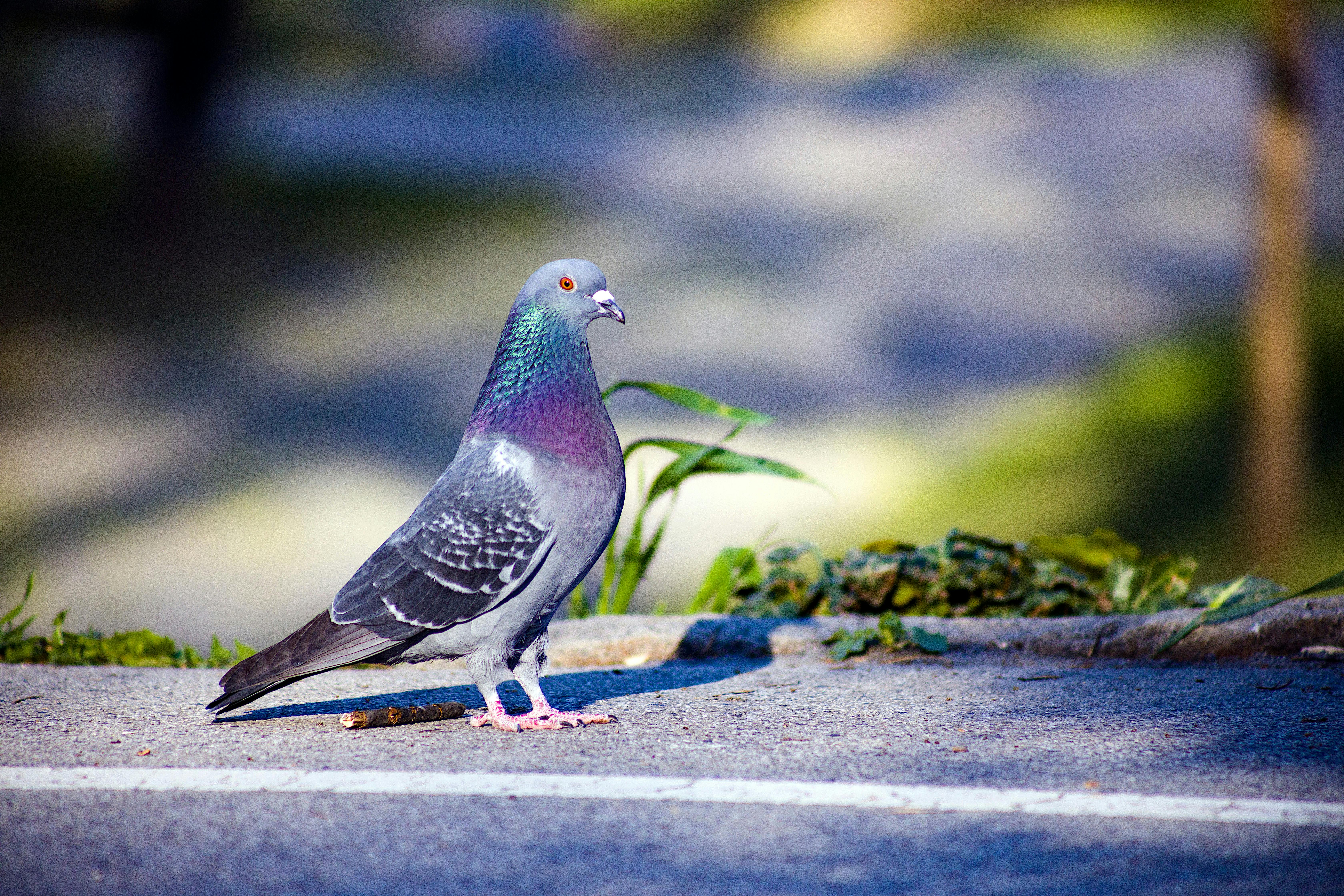Close Up Of A Pigeon · Free