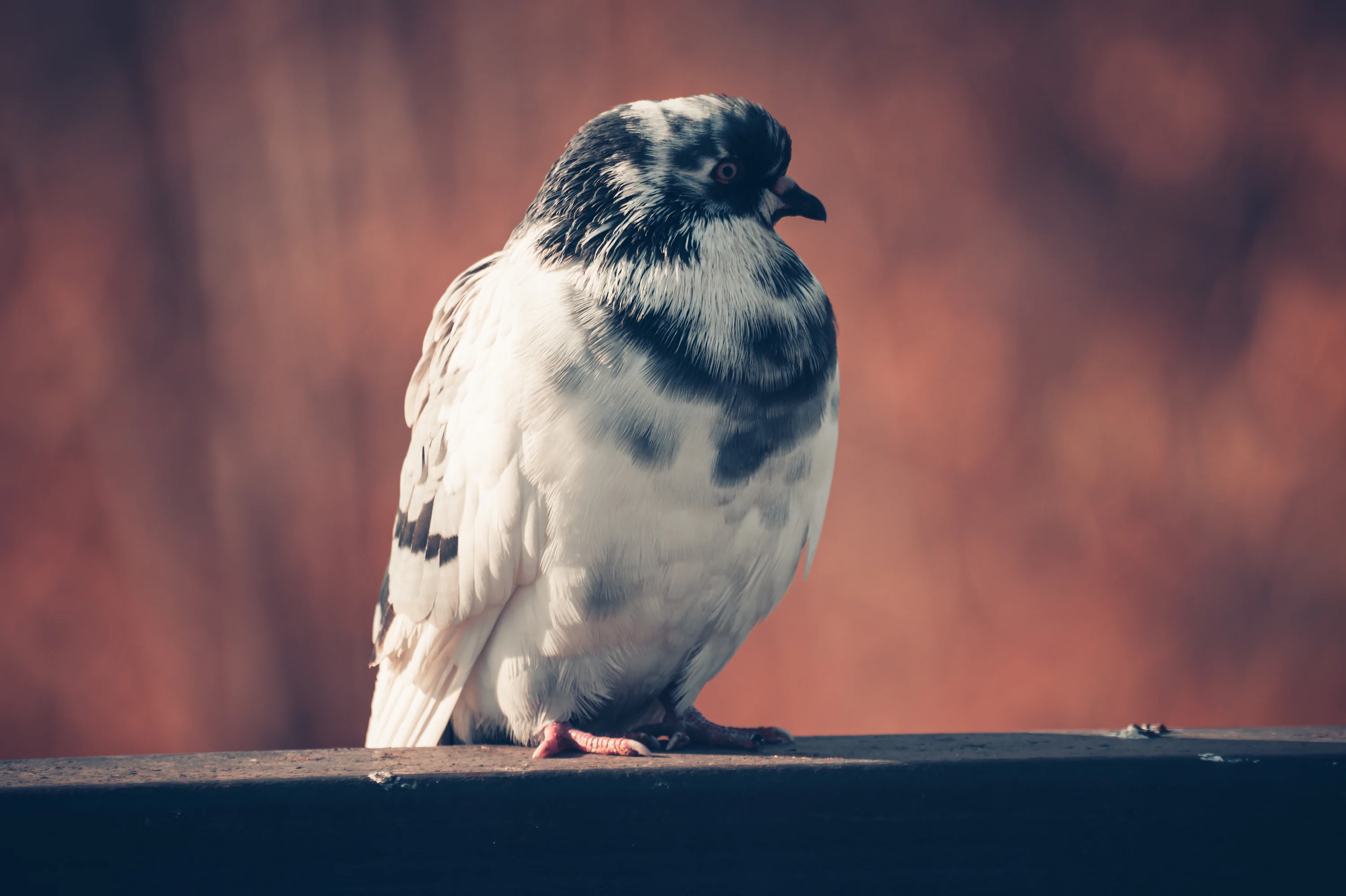 A pigeon sits peacefully, gazing at something. photo