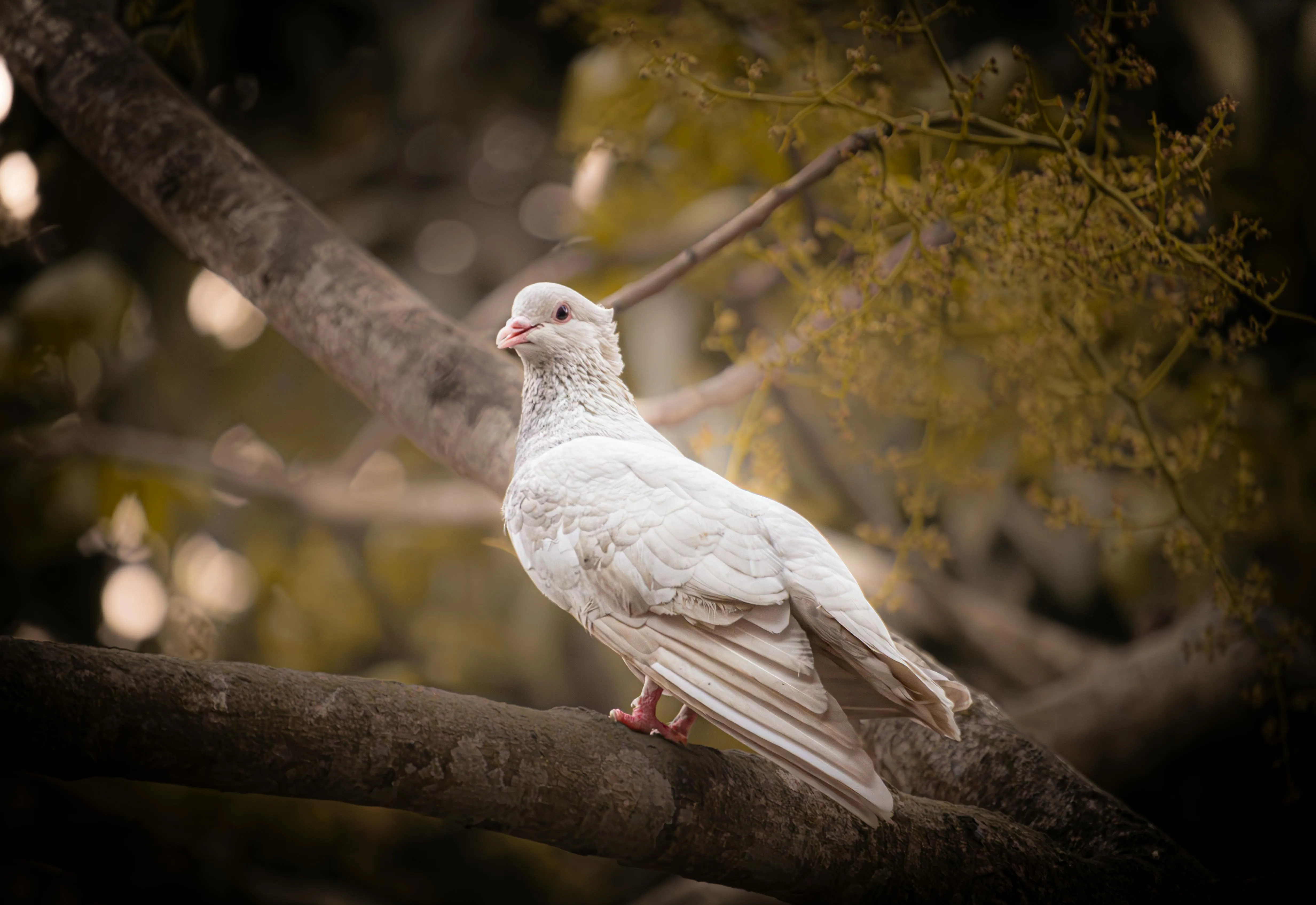 White Pigeon Perched on Tree Branch in Bangladesh · Free