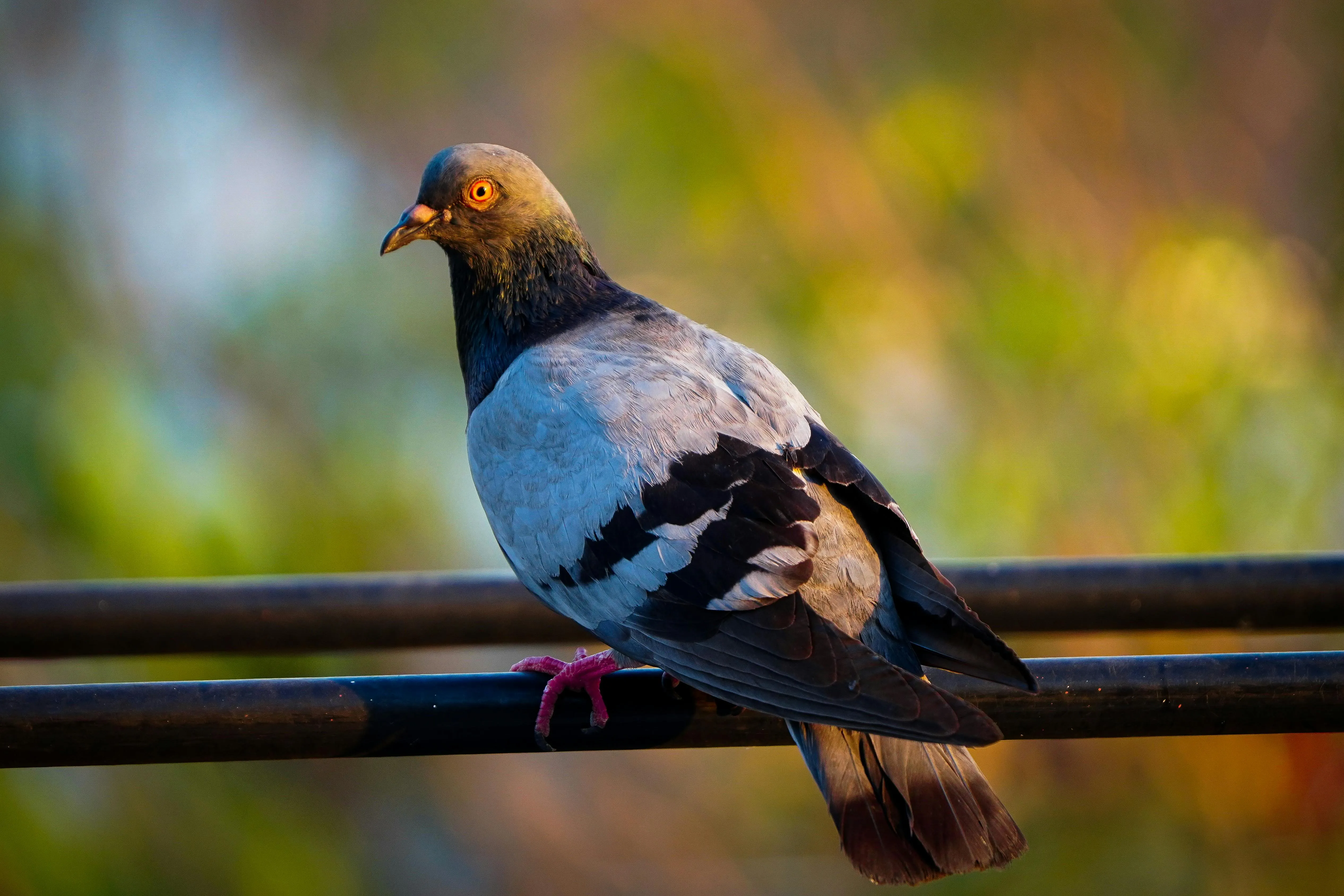 Pigeon in Close Up Photography · Free